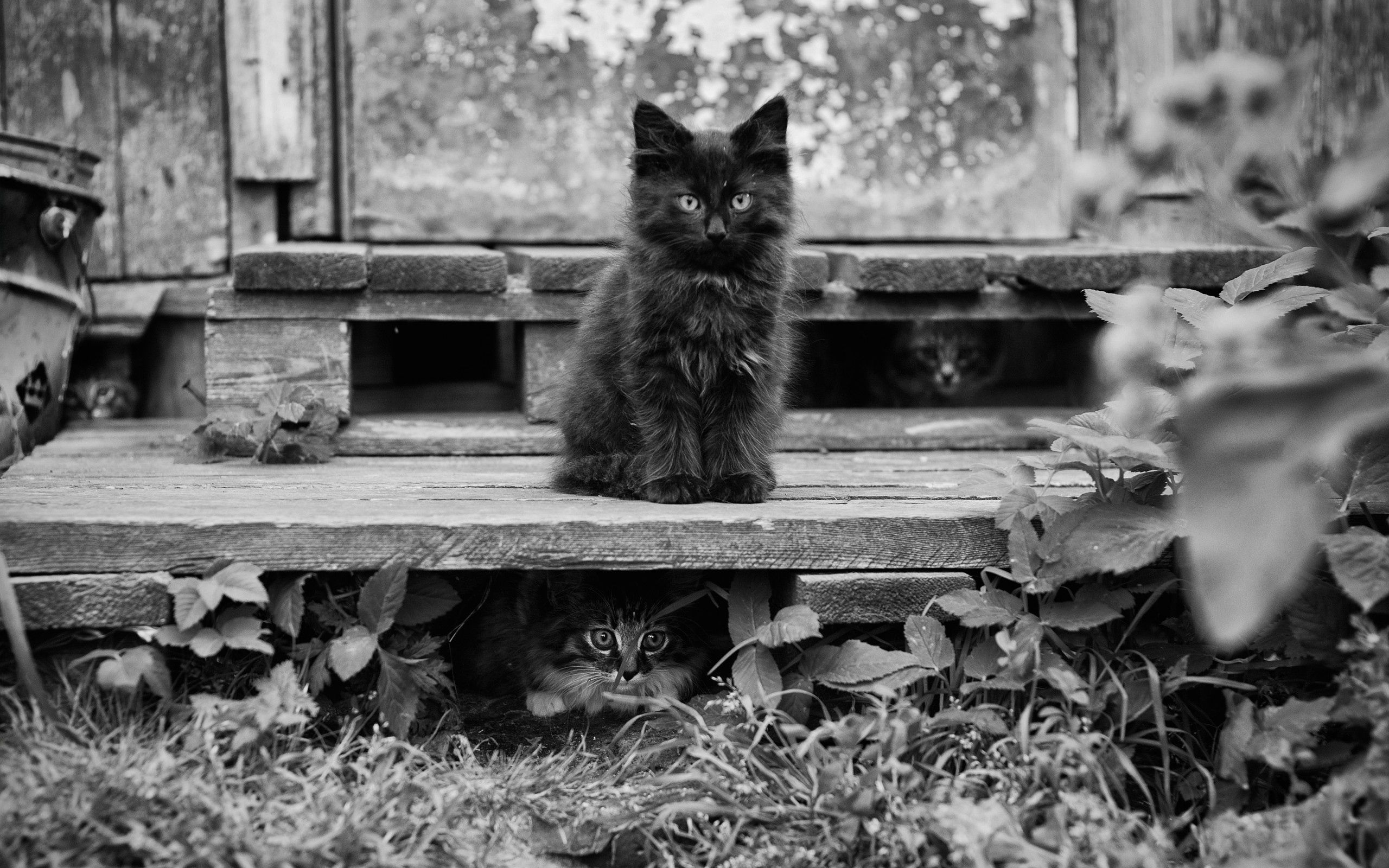 animals, sit, fluffy, kitty, kitten, hide, bw, chb, expectation, waiting, lots of, multitude
