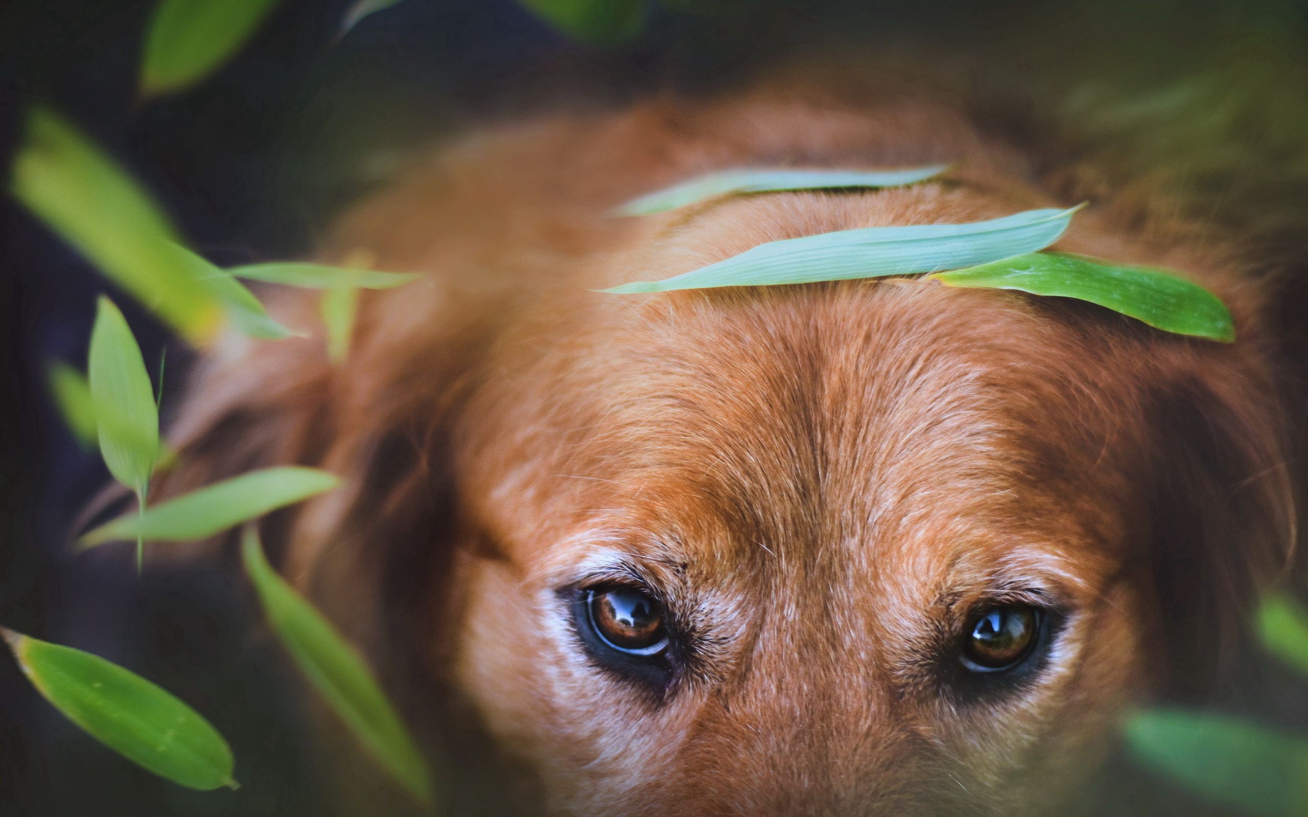 Descarga gratuita de fondo de pantalla para móvil de Animales, Perro, Opinión, Bozal, Visión.