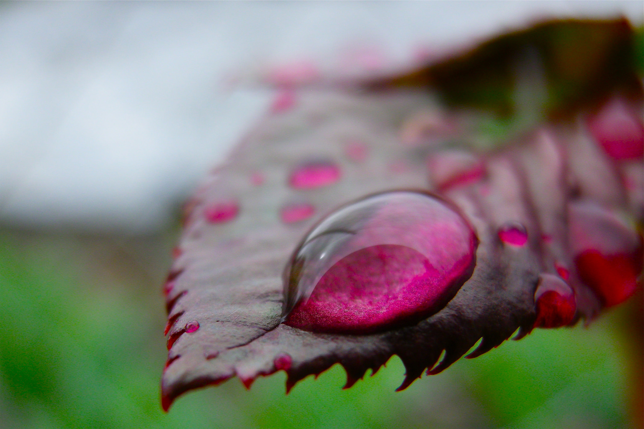 Laden Sie das Makro, Blatt, Wassertropfen, Erde/natur-Bild kostenlos auf Ihren PC-Desktop herunter