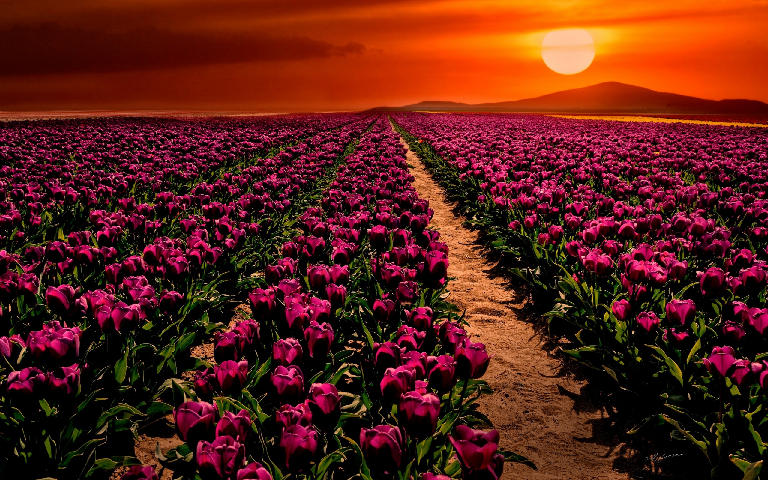 Free download wallpaper Nature, Flowers, Sunset, Sun, Flower, Earth, Field, Tulip, Purple Flower on your PC desktop
