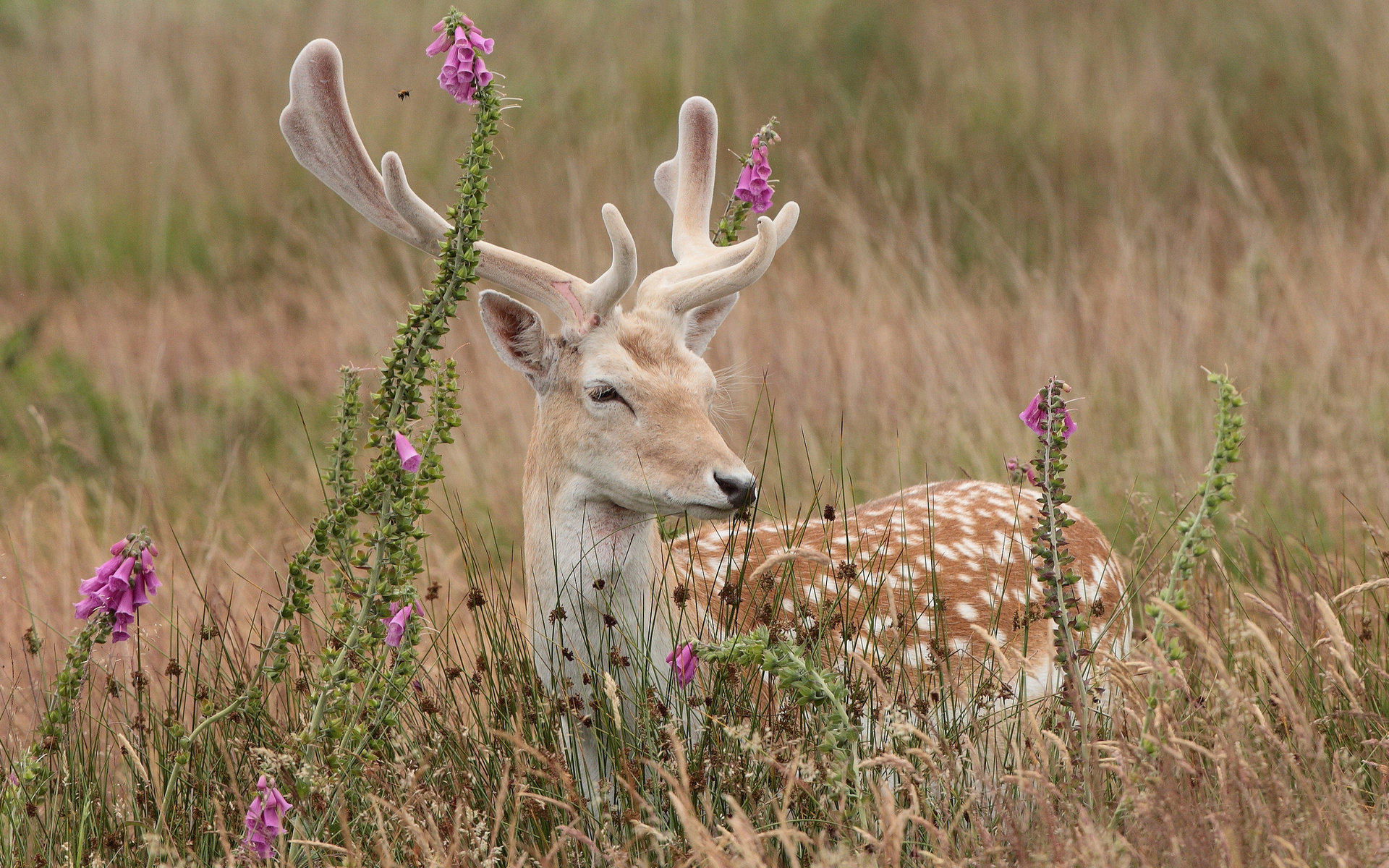 Handy-Wallpaper Tiere, Hirsch kostenlos herunterladen.