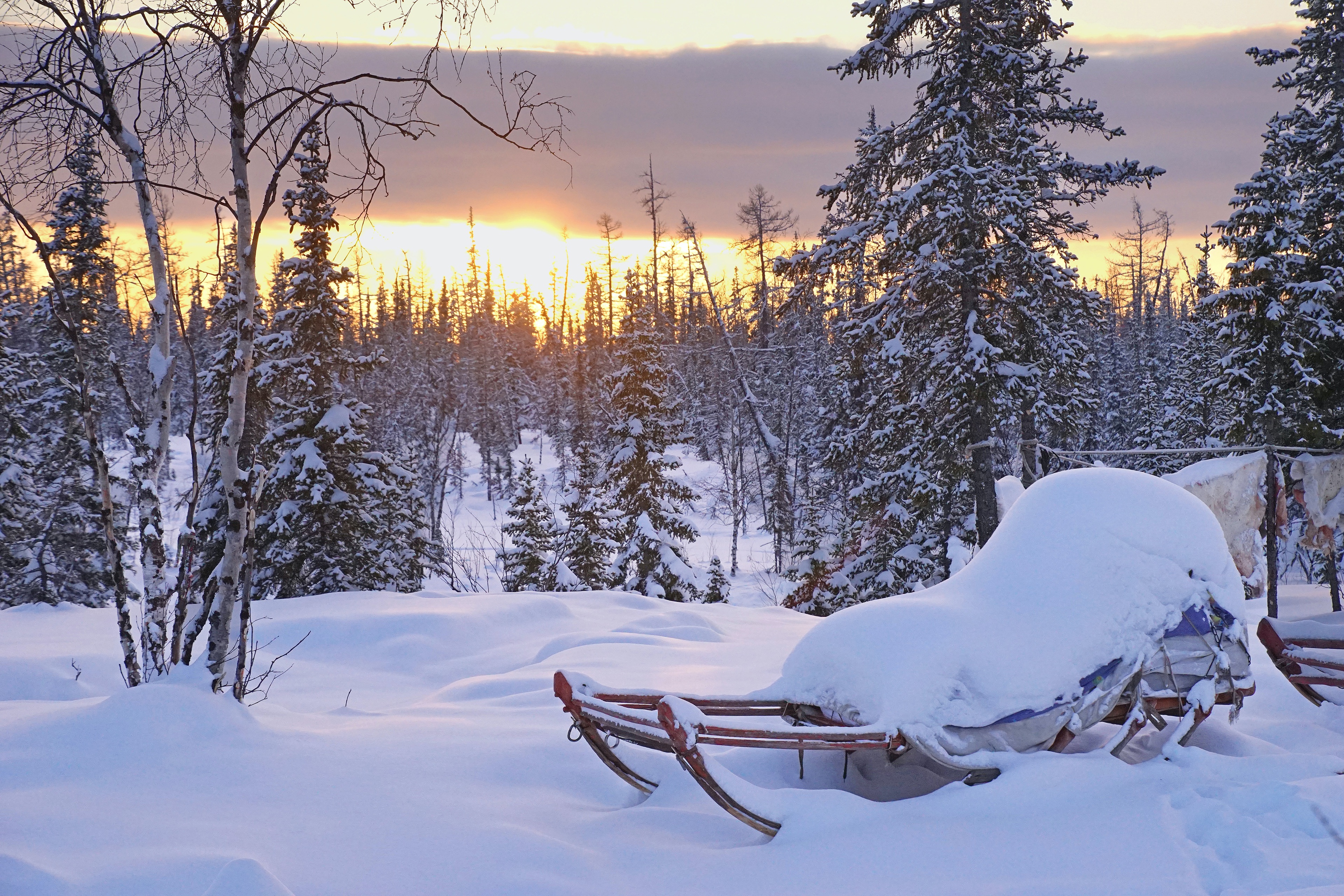 Download mobile wallpaper Winter, Nature, Sunset, Pine, Snow, Sleigh, Photography for free.