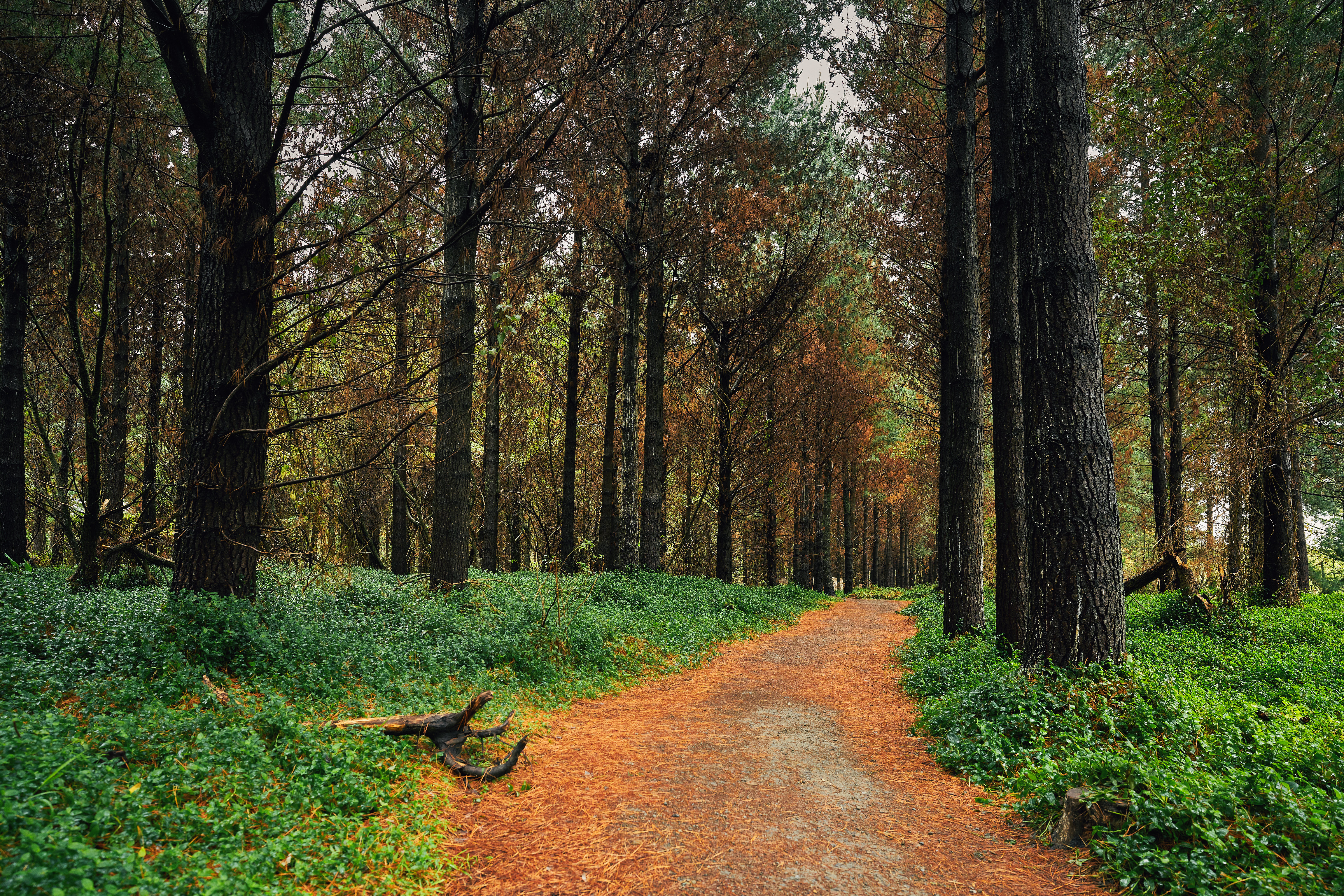 Free download wallpaper Trees, Pine, Forest, Path, Nature on your PC desktop