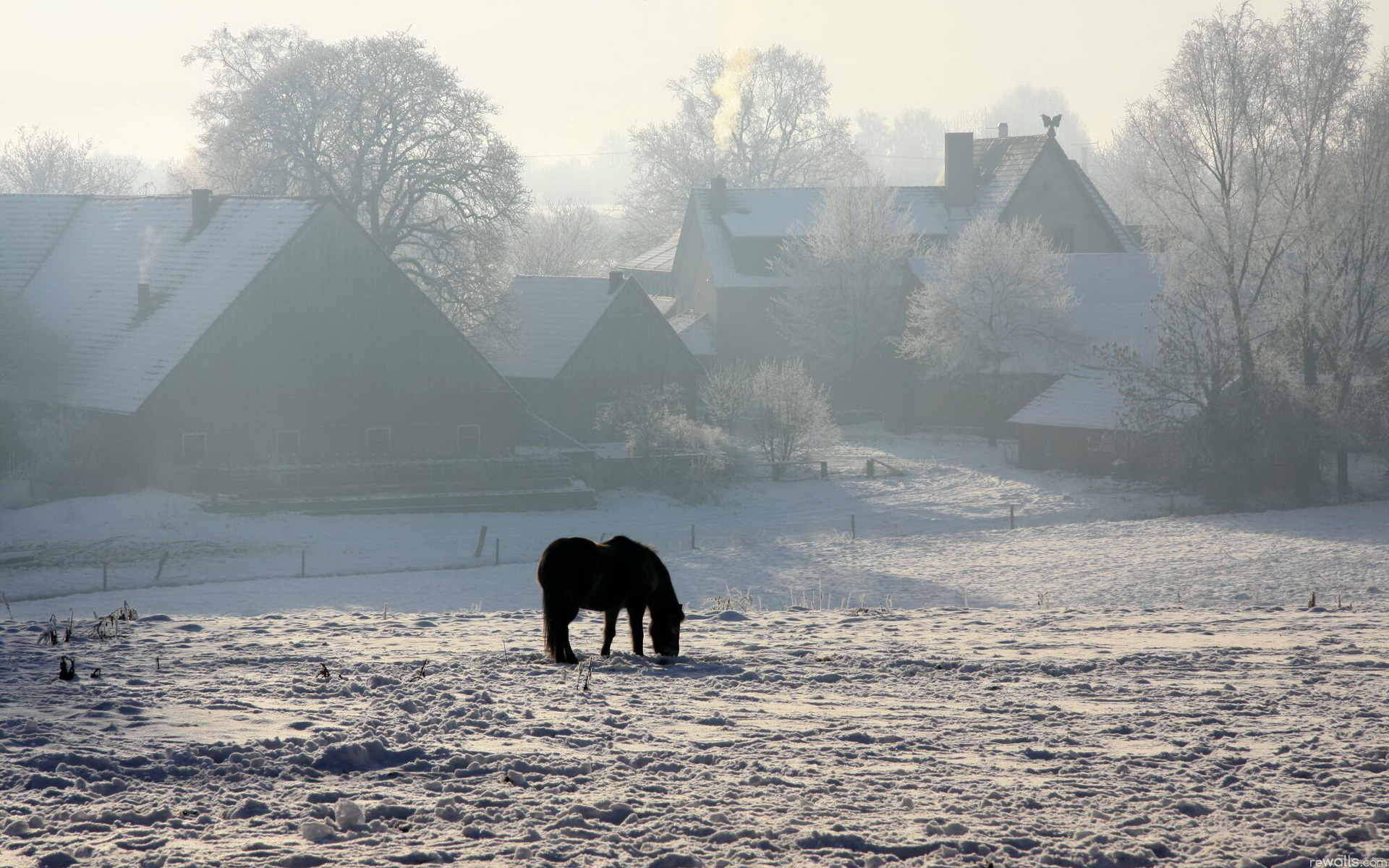 Téléchargez des papiers peints mobile Animaux, Cheval gratuitement.