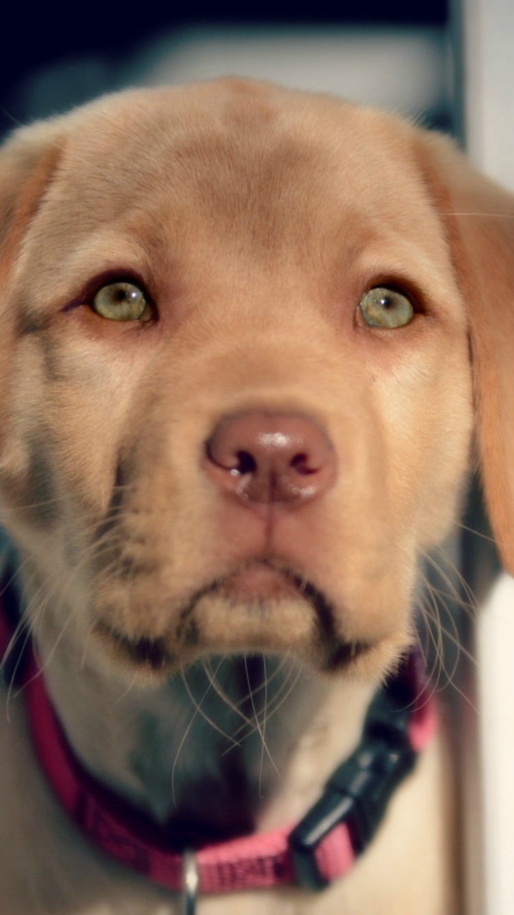 Téléchargez des papiers peints mobile Animaux, Chiens, Chiot gratuitement.