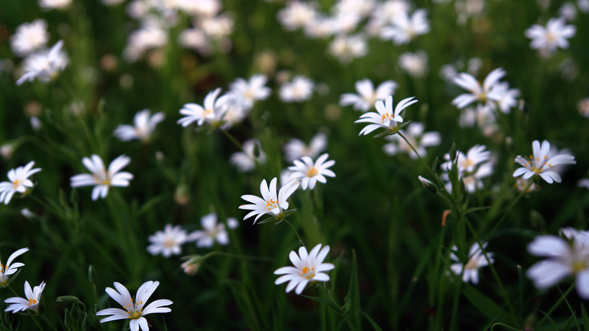 Free download wallpaper Flower, Earth on your PC desktop