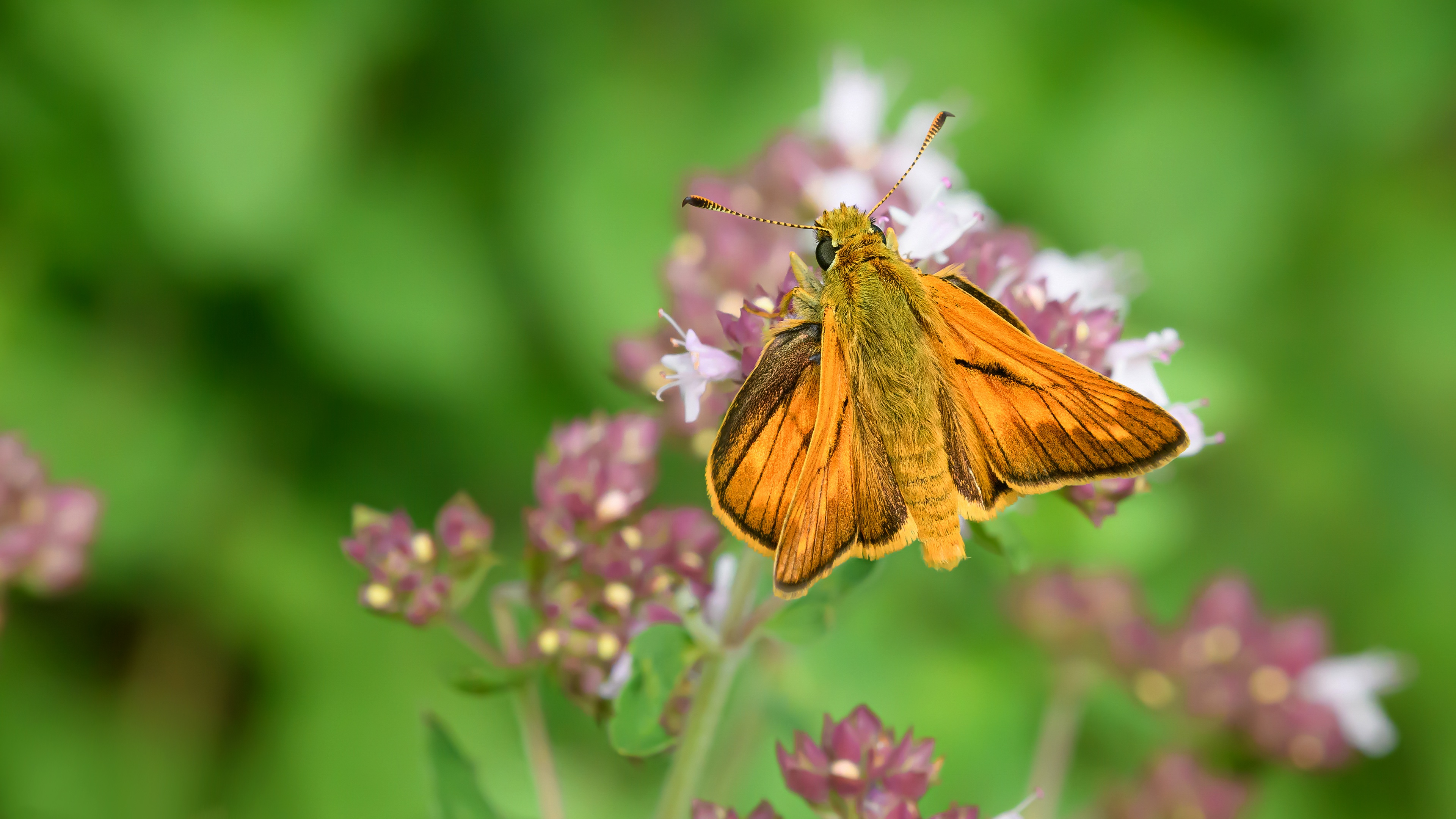 Laden Sie das Tiere, Schmetterlinge, Blume, Makro-Bild kostenlos auf Ihren PC-Desktop herunter