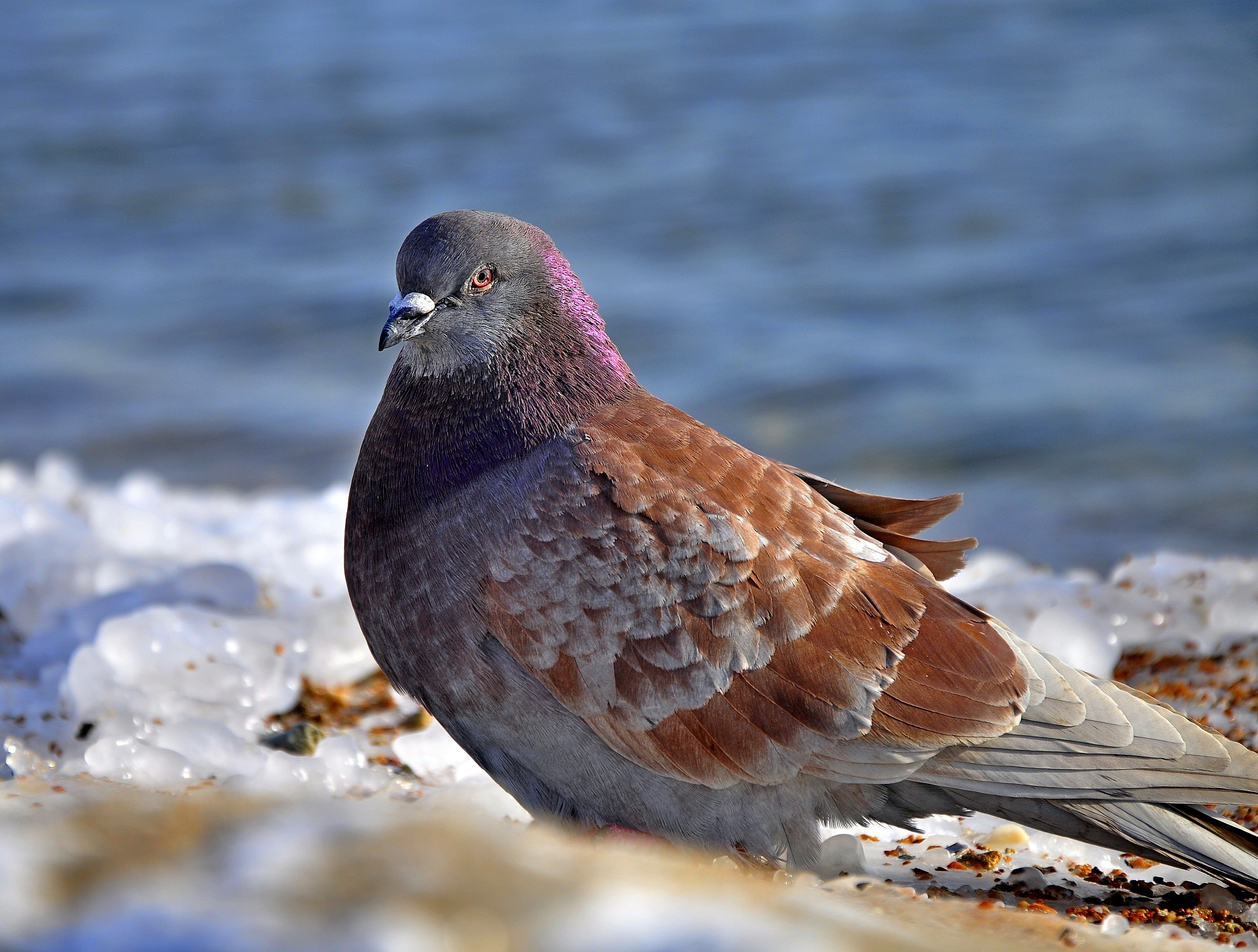 Laden Sie das Taube, Eis, Vogel, Tiere, Schnee-Bild kostenlos auf Ihren PC-Desktop herunter