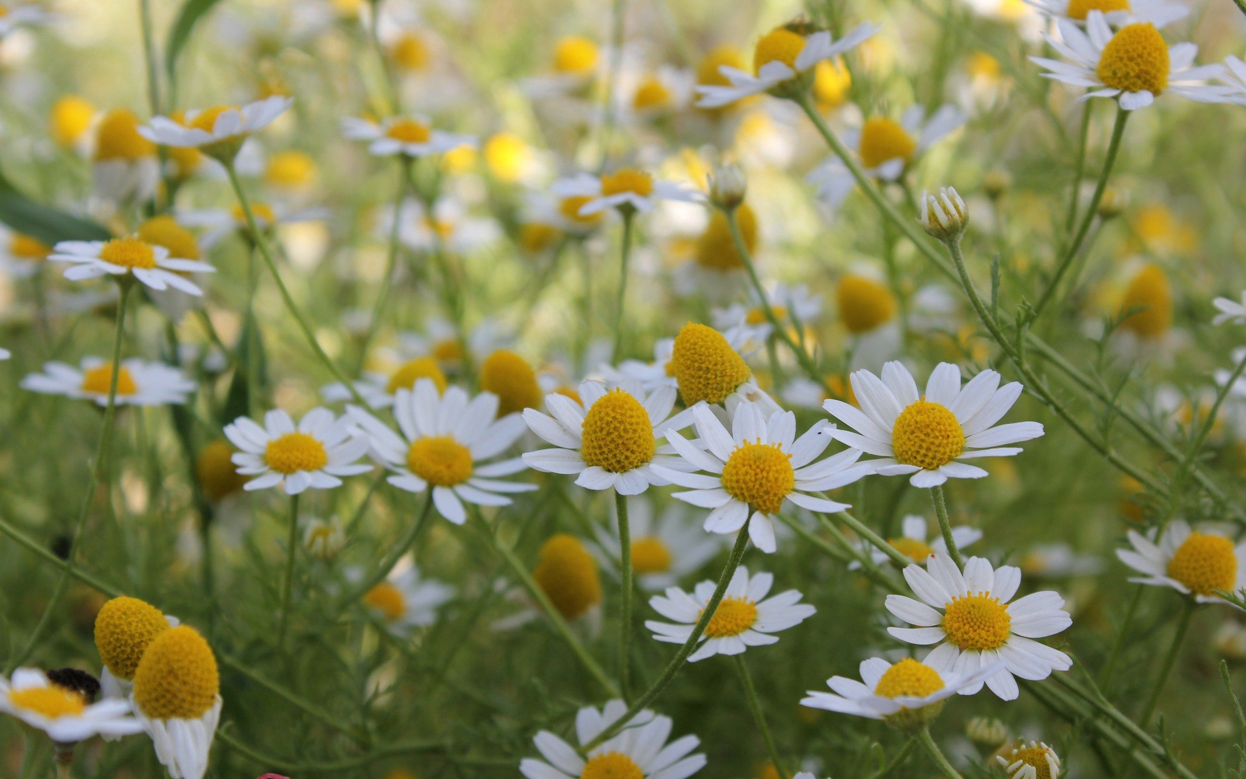 Laden Sie das Sommer, Kamille, Blumen, Feld-Bild kostenlos auf Ihren PC-Desktop herunter