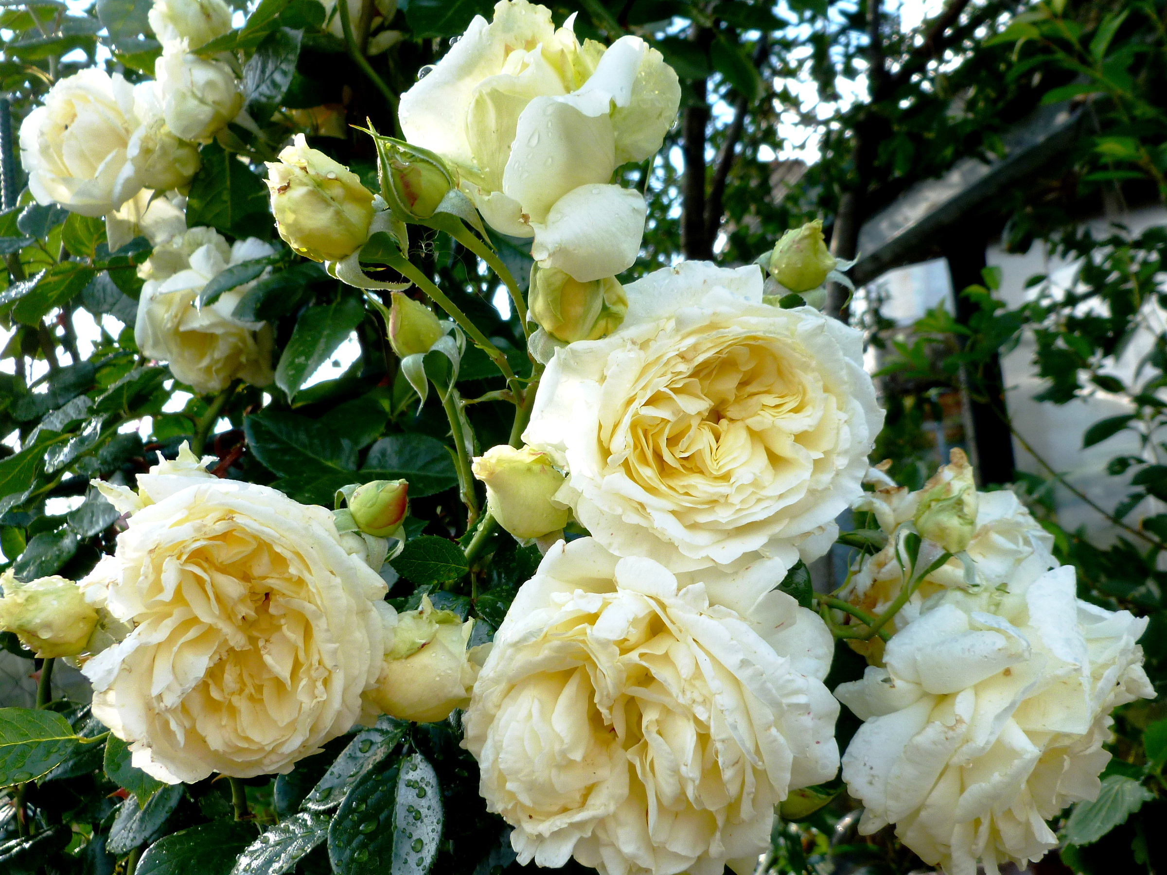 378606 baixar papel de parede terra/natureza, arbusto de rosas, fechar se, folha, rosa, flor branca, rosa branca, branco, flores - protetores de tela e imagens gratuitamente