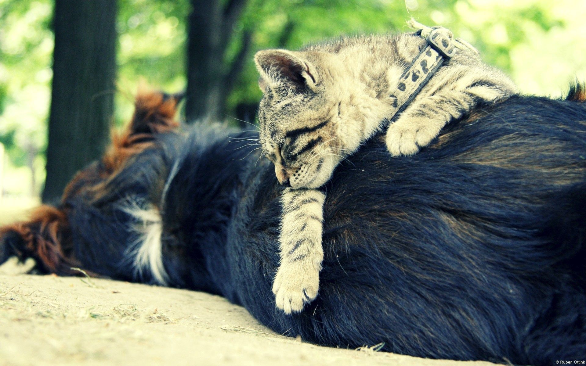 Download mobile wallpaper Dream, Dog, Sleep, Animals, Cat, Friends for free.