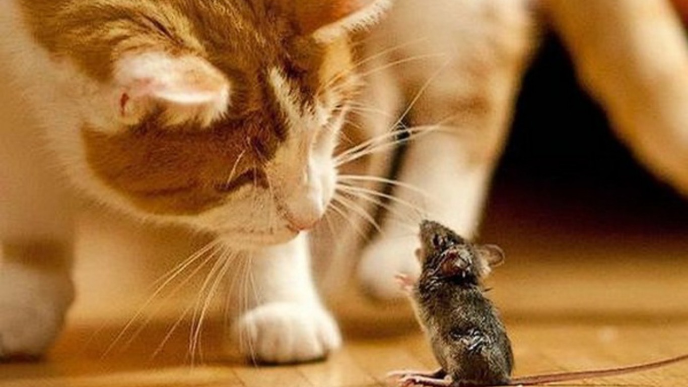 319033 descargar imagen animales, gato, ratón, gatos: fondos de pantalla y protectores de pantalla gratis
