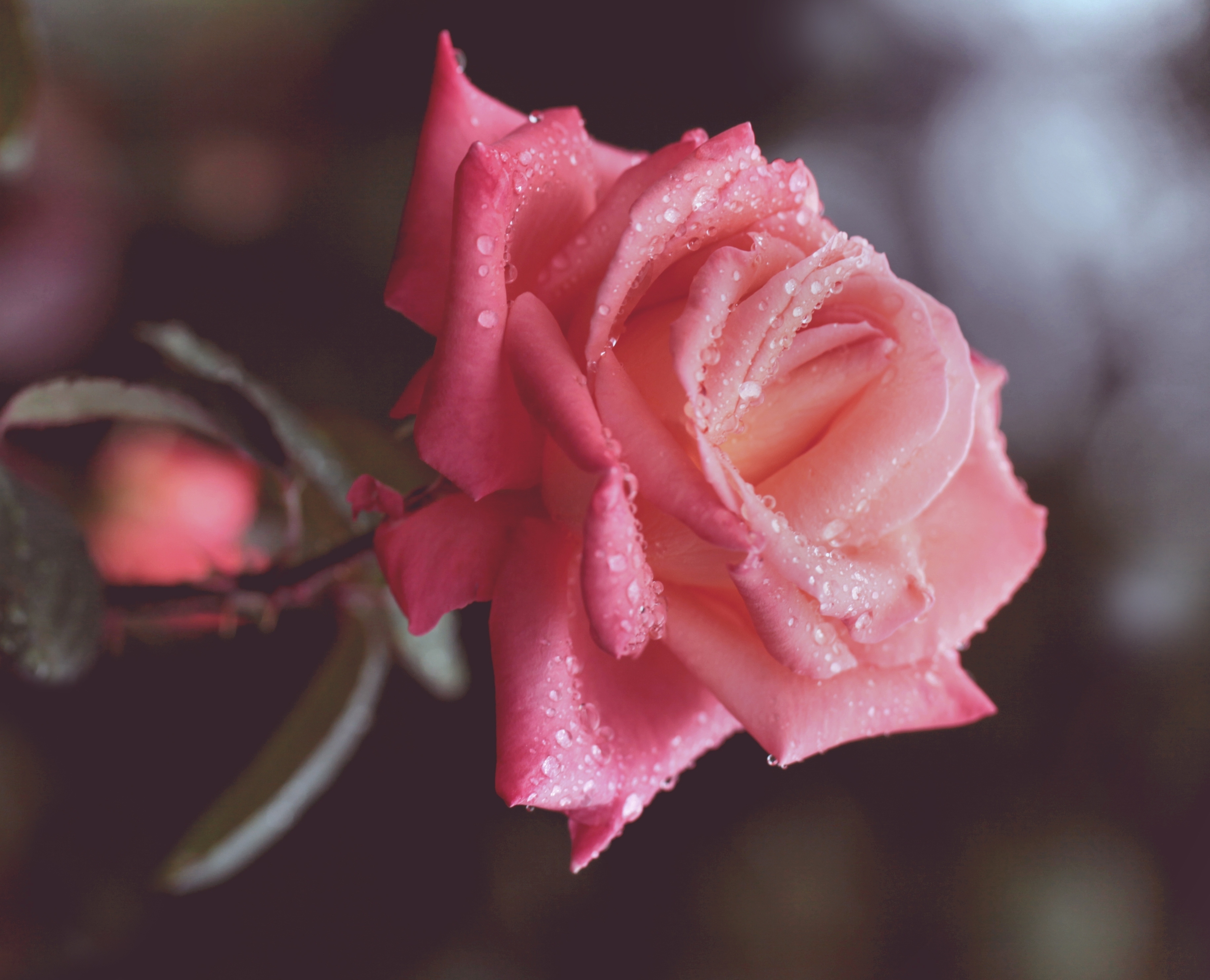 flowers, drops, rose flower, rose, bud, close up, stem, stalk 4K, Ultra HD