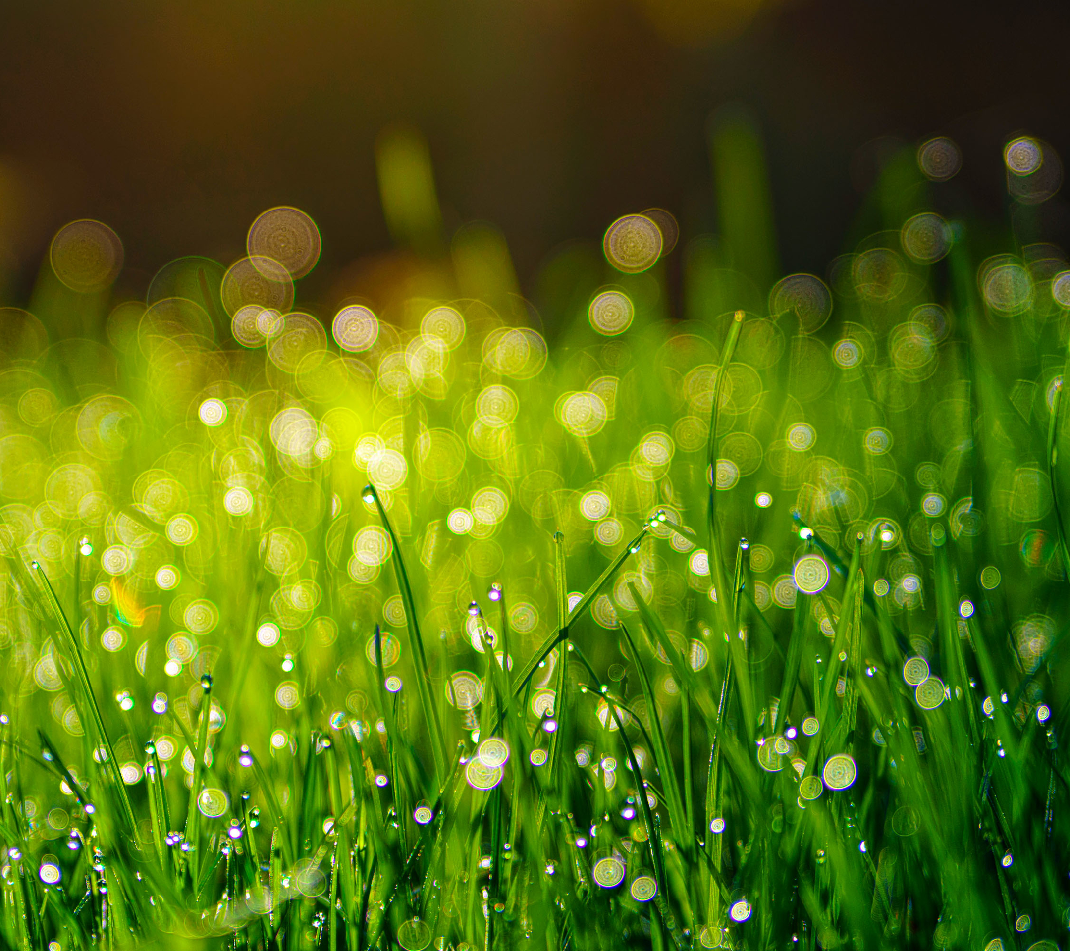 Download mobile wallpaper Grass, Earth, Water Drop for free.