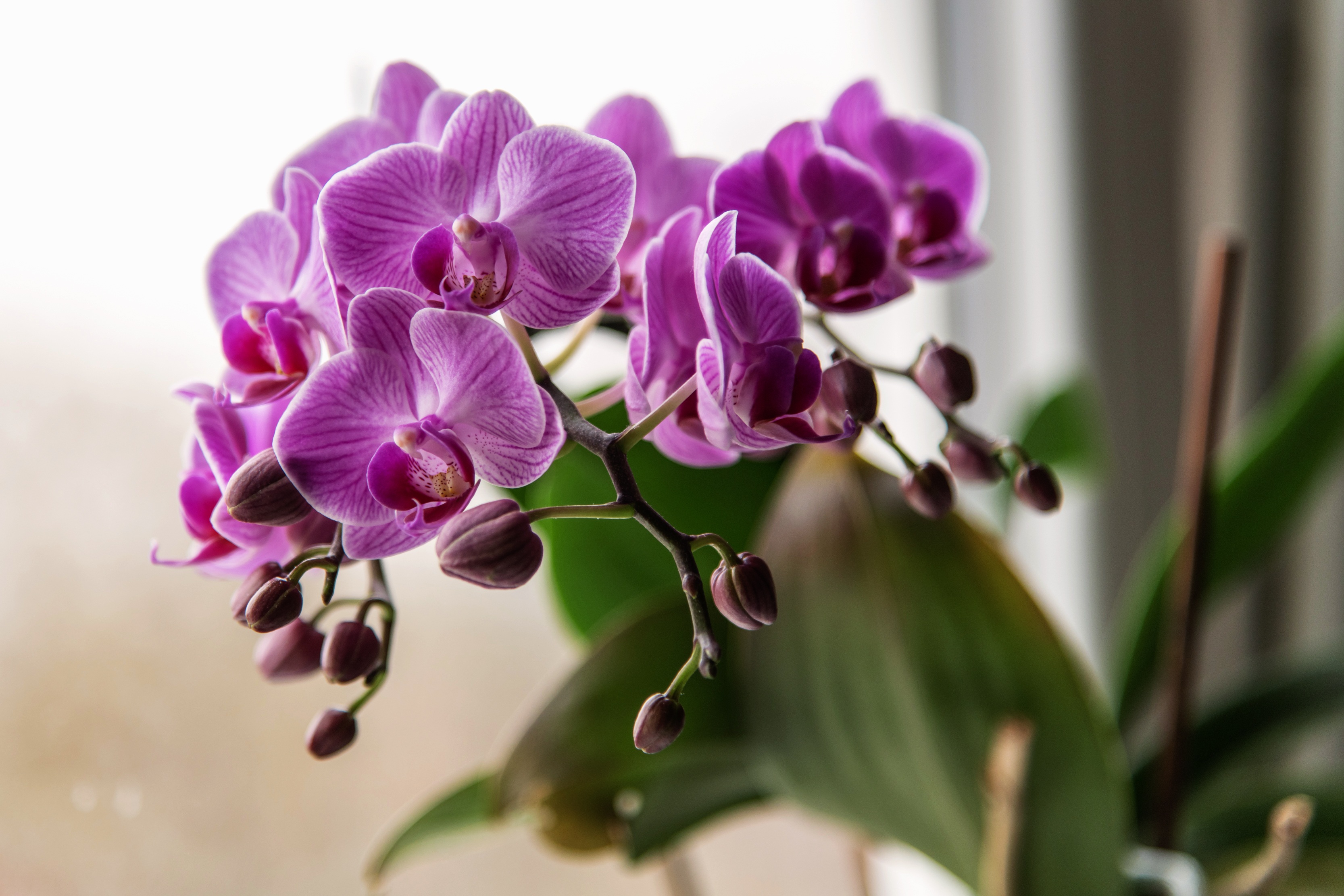 Laden Sie das Natur, Blumen, Blume, Orchidee, Erde/natur, Pinke Blume-Bild kostenlos auf Ihren PC-Desktop herunter