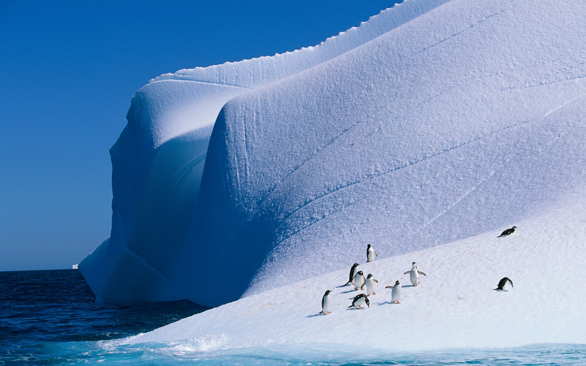 Baixe gratuitamente a imagem Animais, Aves, Pássaro, Pinguim na área de trabalho do seu PC