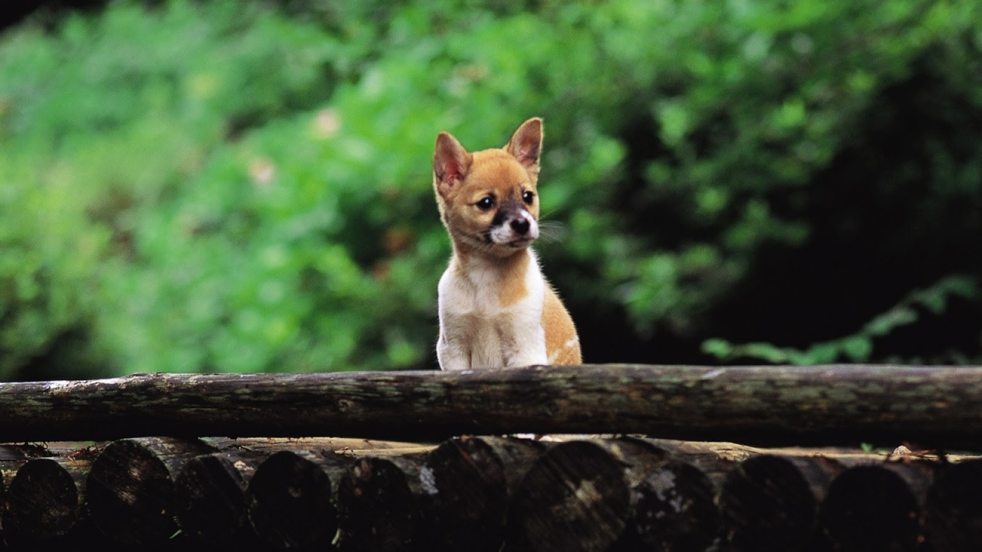 292187 baixar imagens animais, shiba inu, cães - papéis de parede e protetores de tela gratuitamente