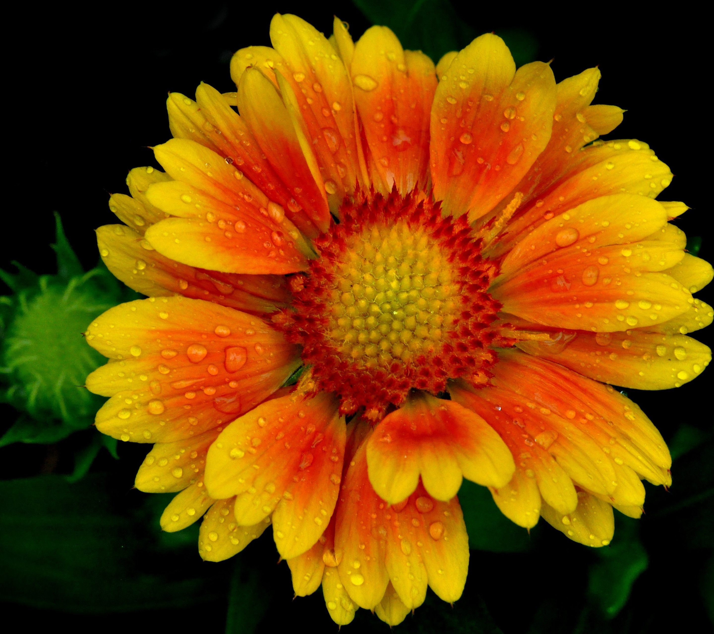 Free download wallpaper Nature, Flowers, Flower, Close Up, Earth, Yellow Flower, Water Drop on your PC desktop