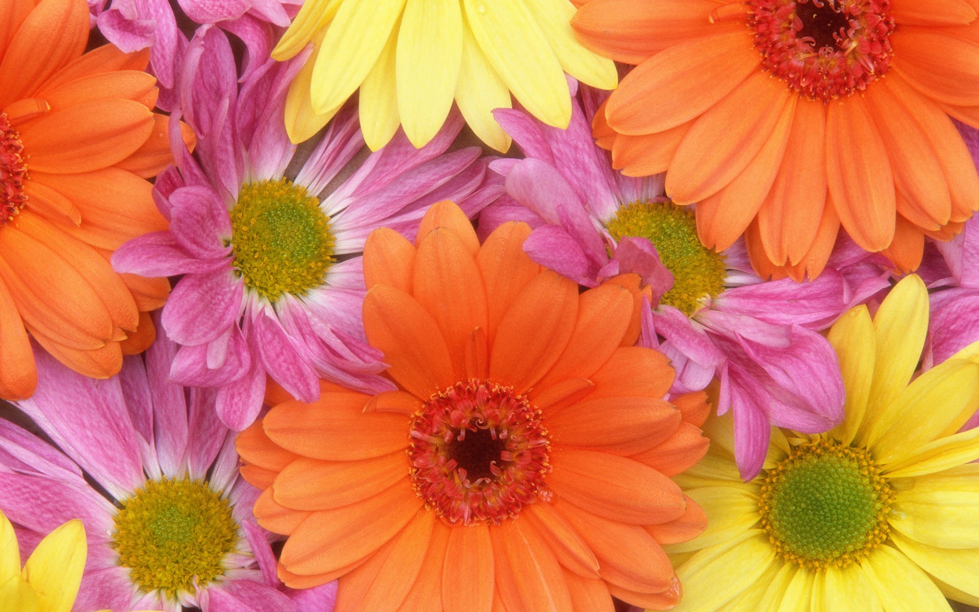 無料モバイル壁紙自然, フラワーズ, 花, 地球, 色, カラフル, デイジー, 黄色い花, オレンジフラワー, 紫色の花をダウンロードします。