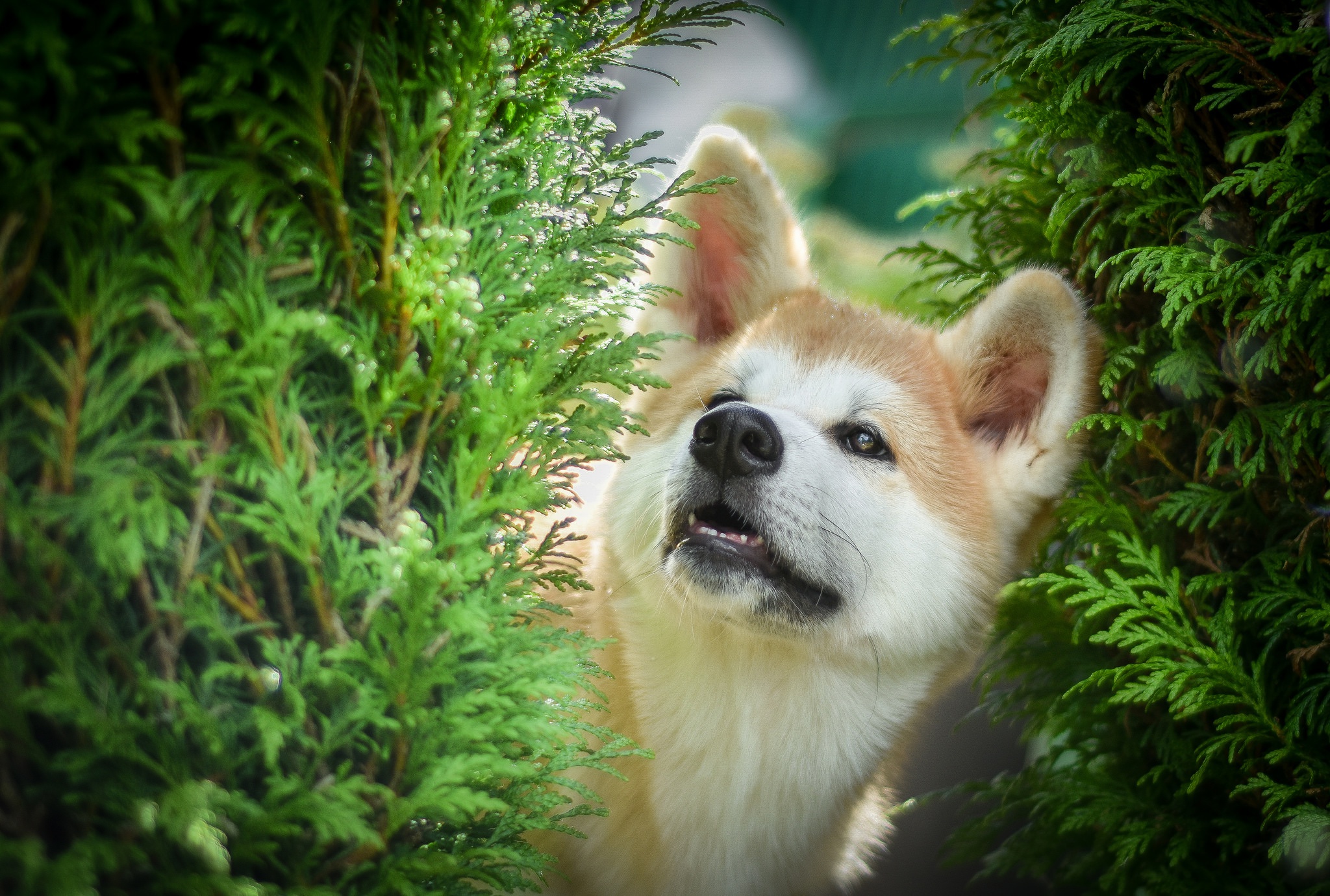 Laden Sie das Tiere, Hunde, Hund, Shiba Inu-Bild kostenlos auf Ihren PC-Desktop herunter