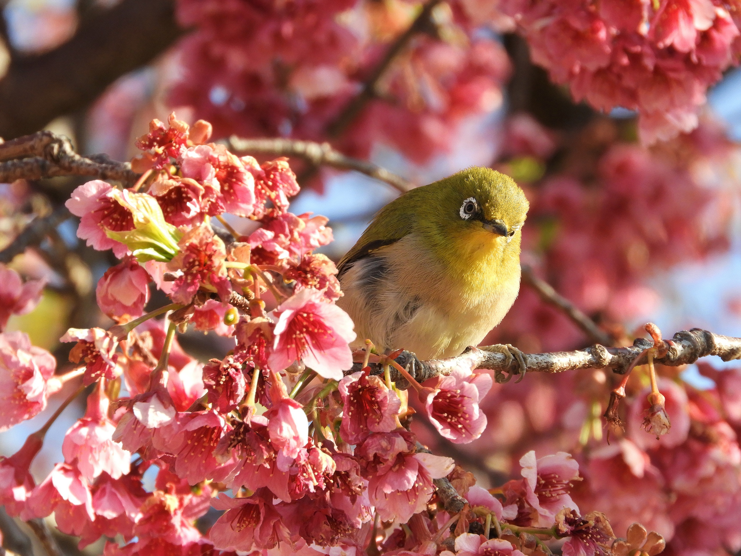 Téléchargez des papiers peints mobile Animaux, Floraison, Des Oiseaux, Zostérops Du Japon gratuitement.
