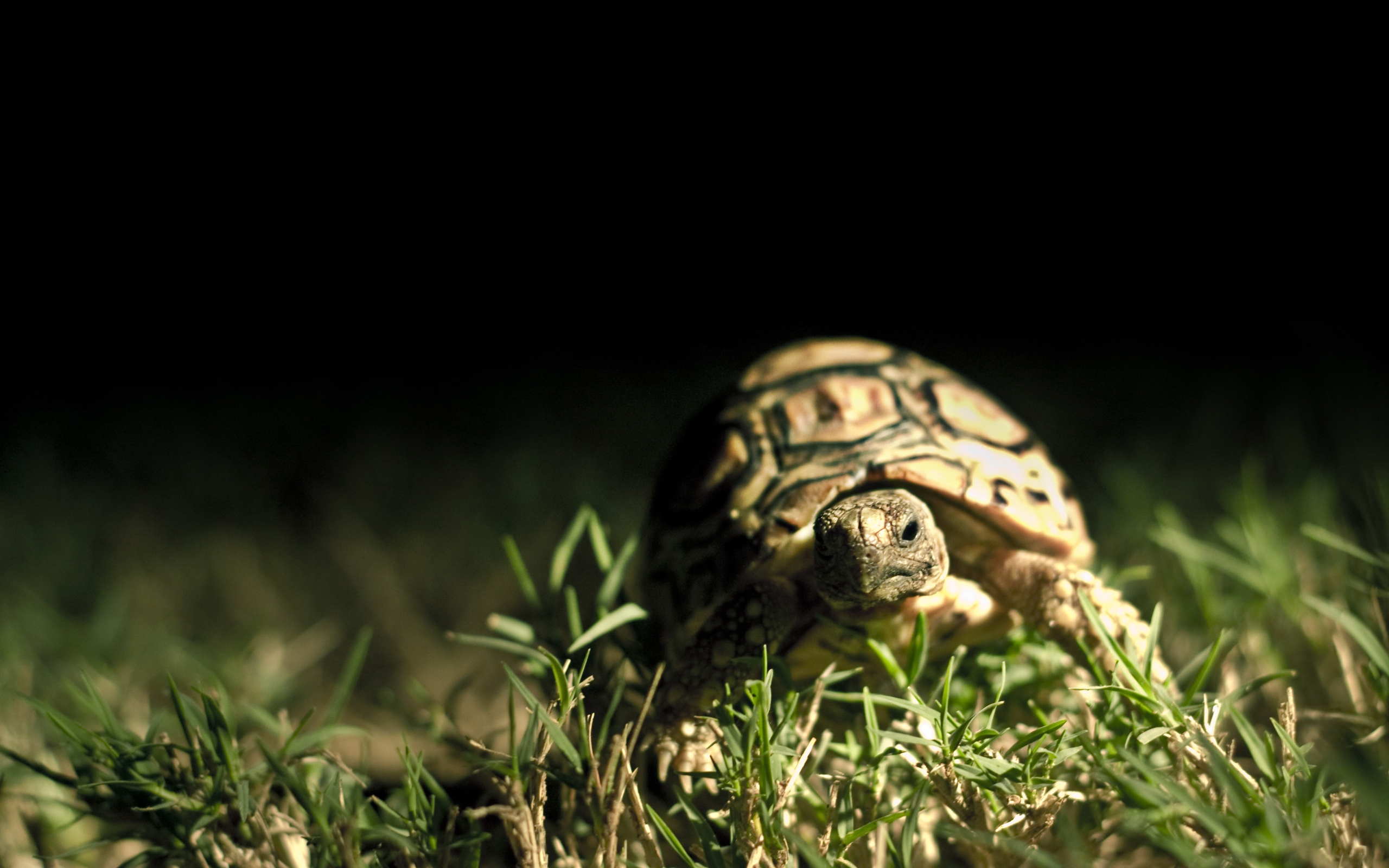 Download mobile wallpaper Tortoise, Turtles, Animal for free.