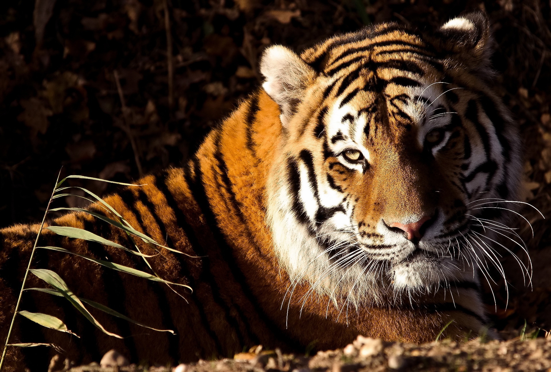 Download mobile wallpaper Lie, Predator, Grass, Animals, To Lie Down, Big Cat, Tiger for free.