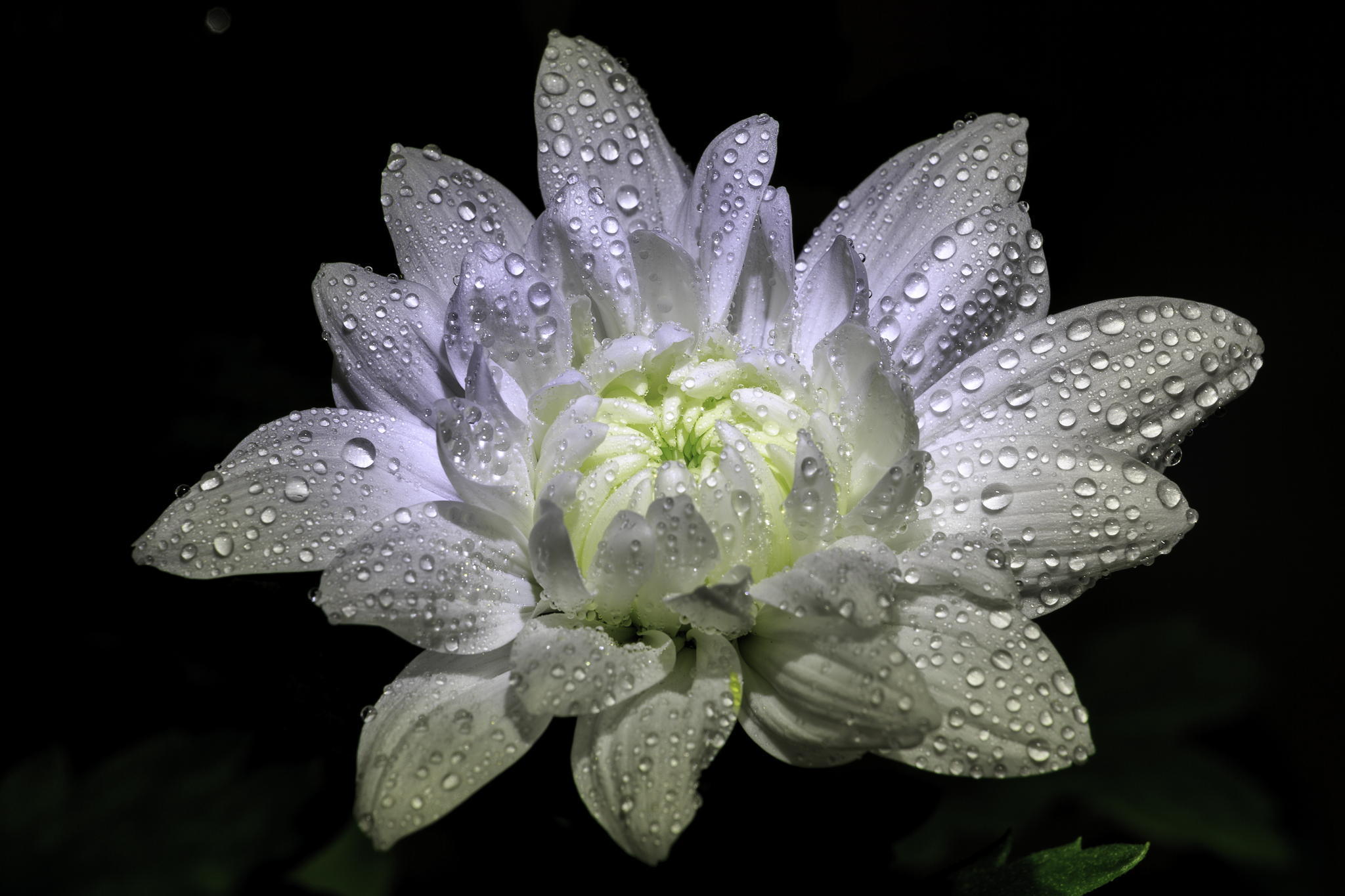 Descarga gratuita de fondo de pantalla para móvil de Flores, Flor, Tierra/naturaleza.