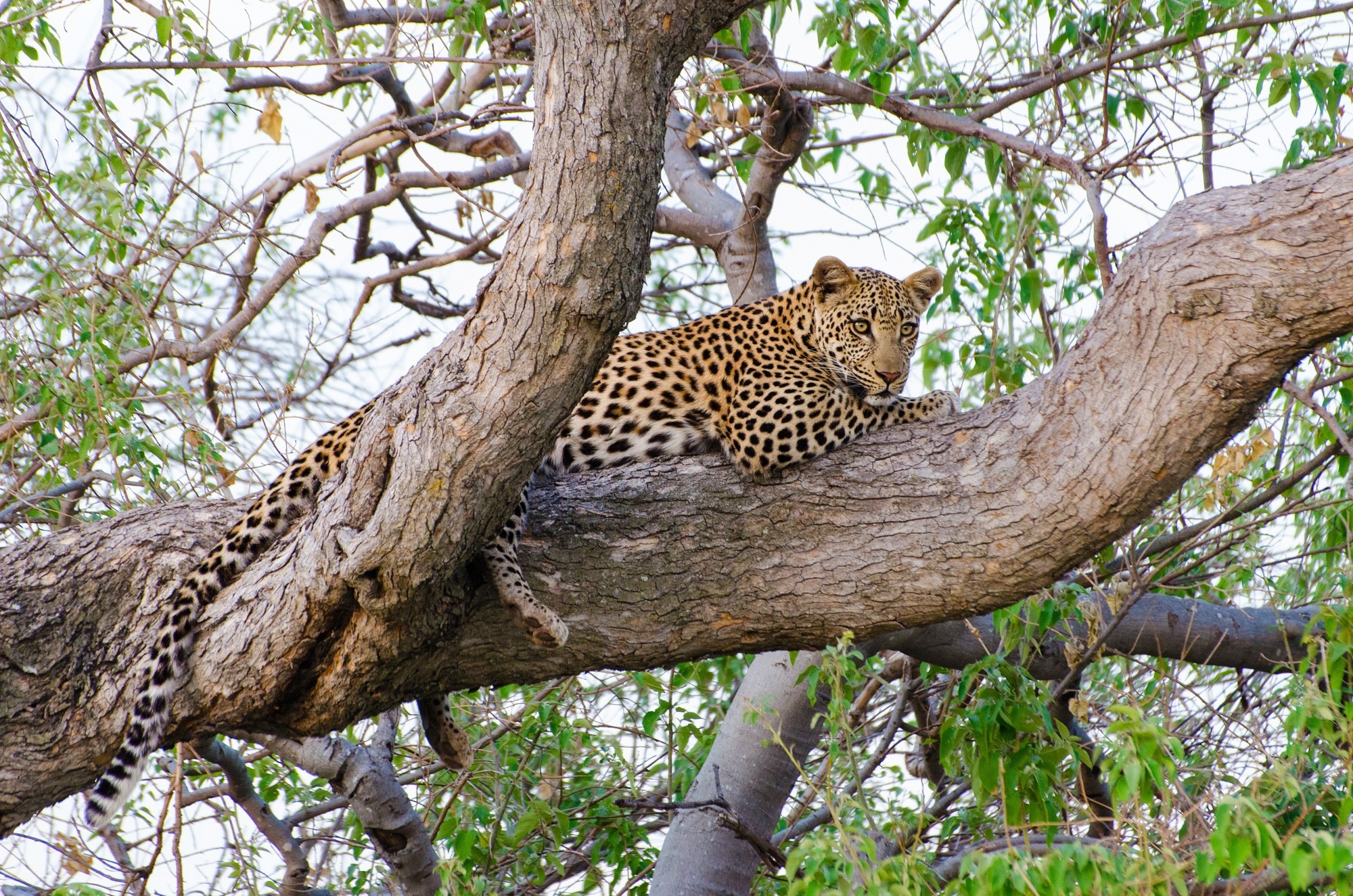 Handy-Wallpaper Tiere, Katzen, Leopard kostenlos herunterladen.