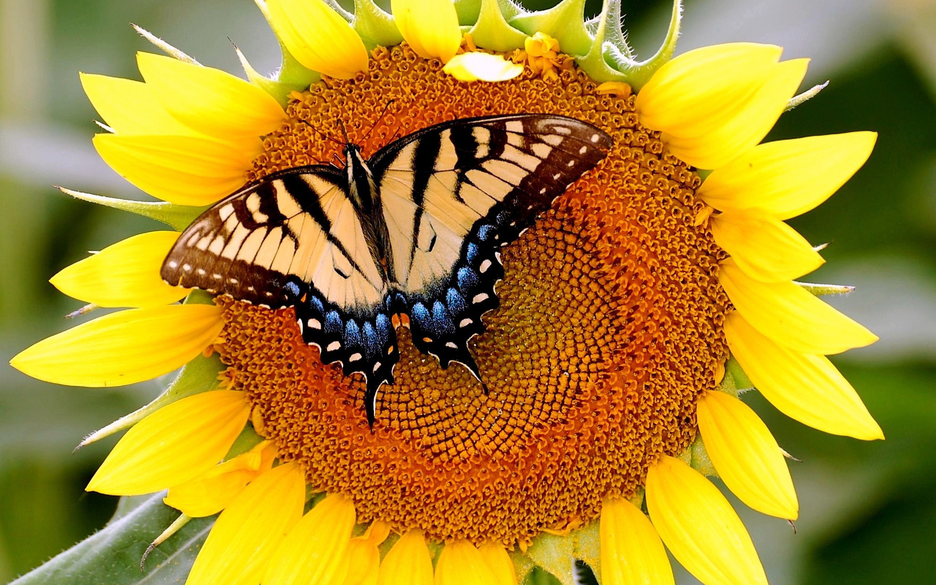 無料モバイル壁紙動物, 蝶, ひまわり, 花をダウンロードします。