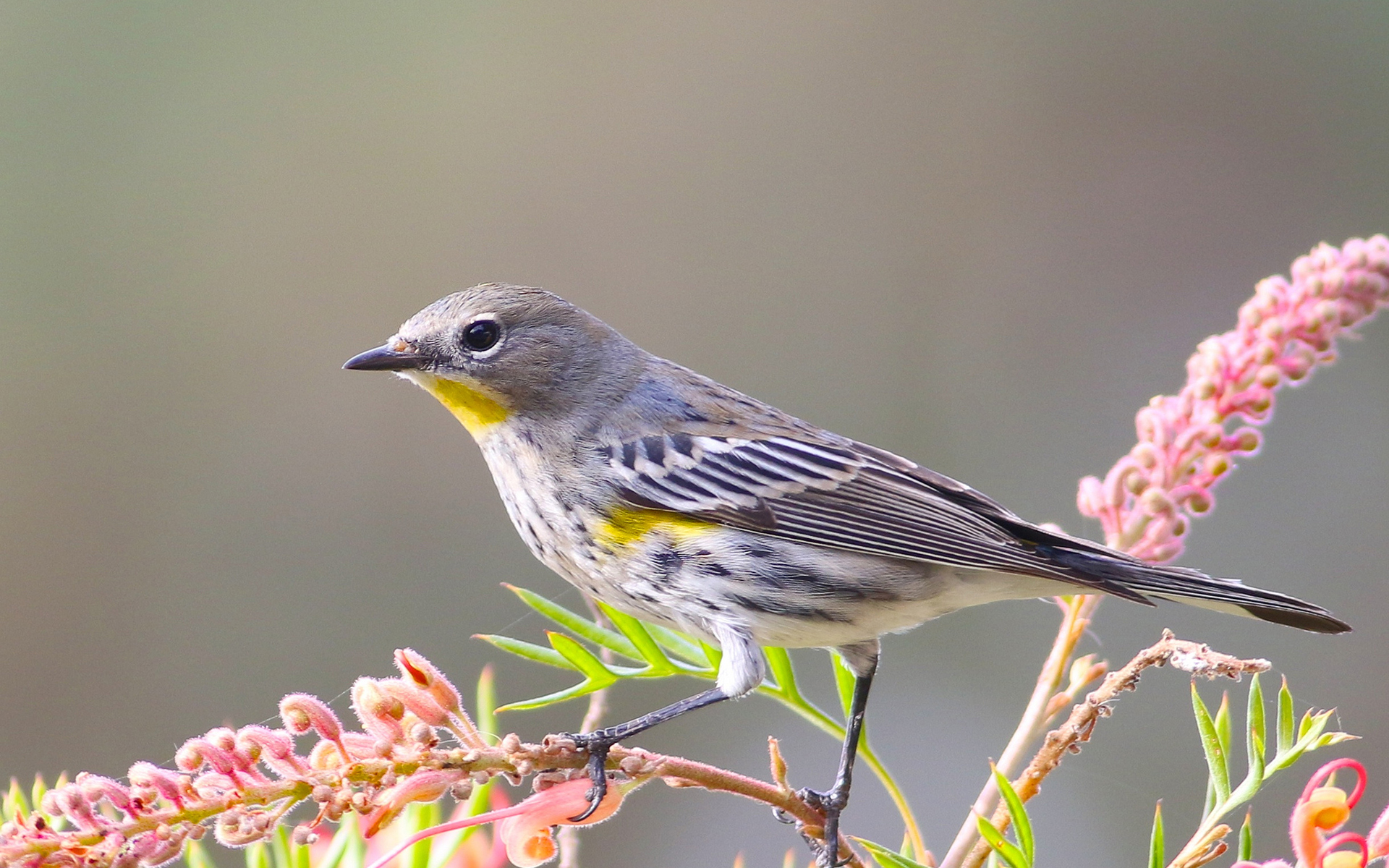 Baixar papel de parede para celular de Pássaro, Aves, Animais gratuito.