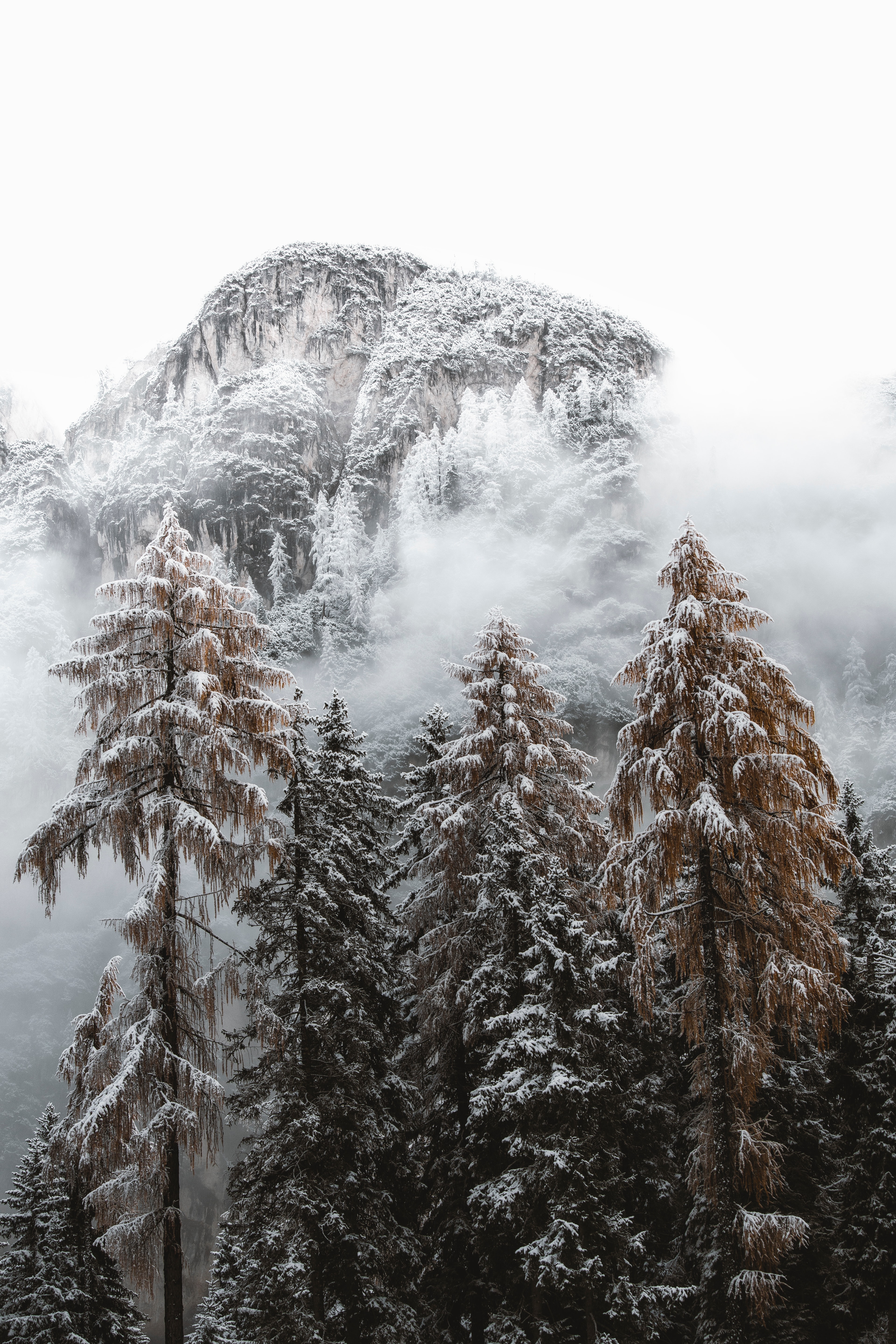 Descarga gratuita de fondo de pantalla para móvil de Montañas, Abeto, Nevado, Naturaleza, Árboles, Nieve, Cubierto De Nieve.