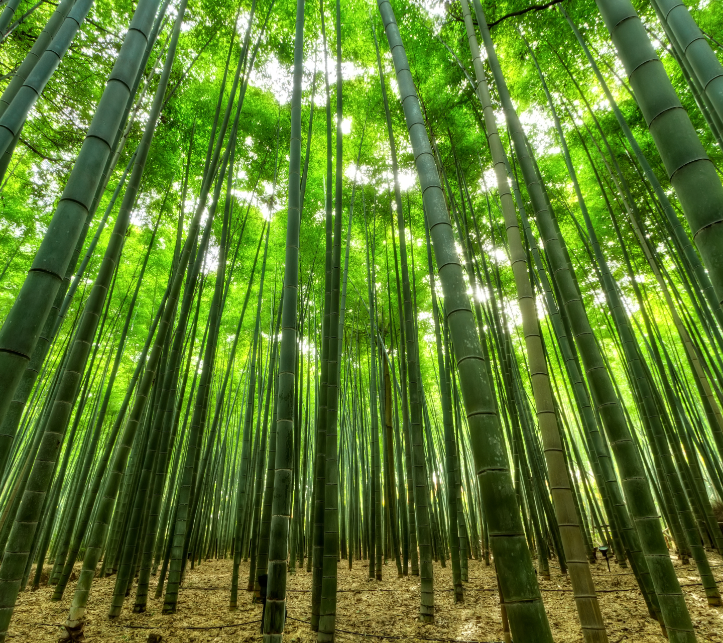 Handy-Wallpaper Bambus, Japan, Erde/natur kostenlos herunterladen.