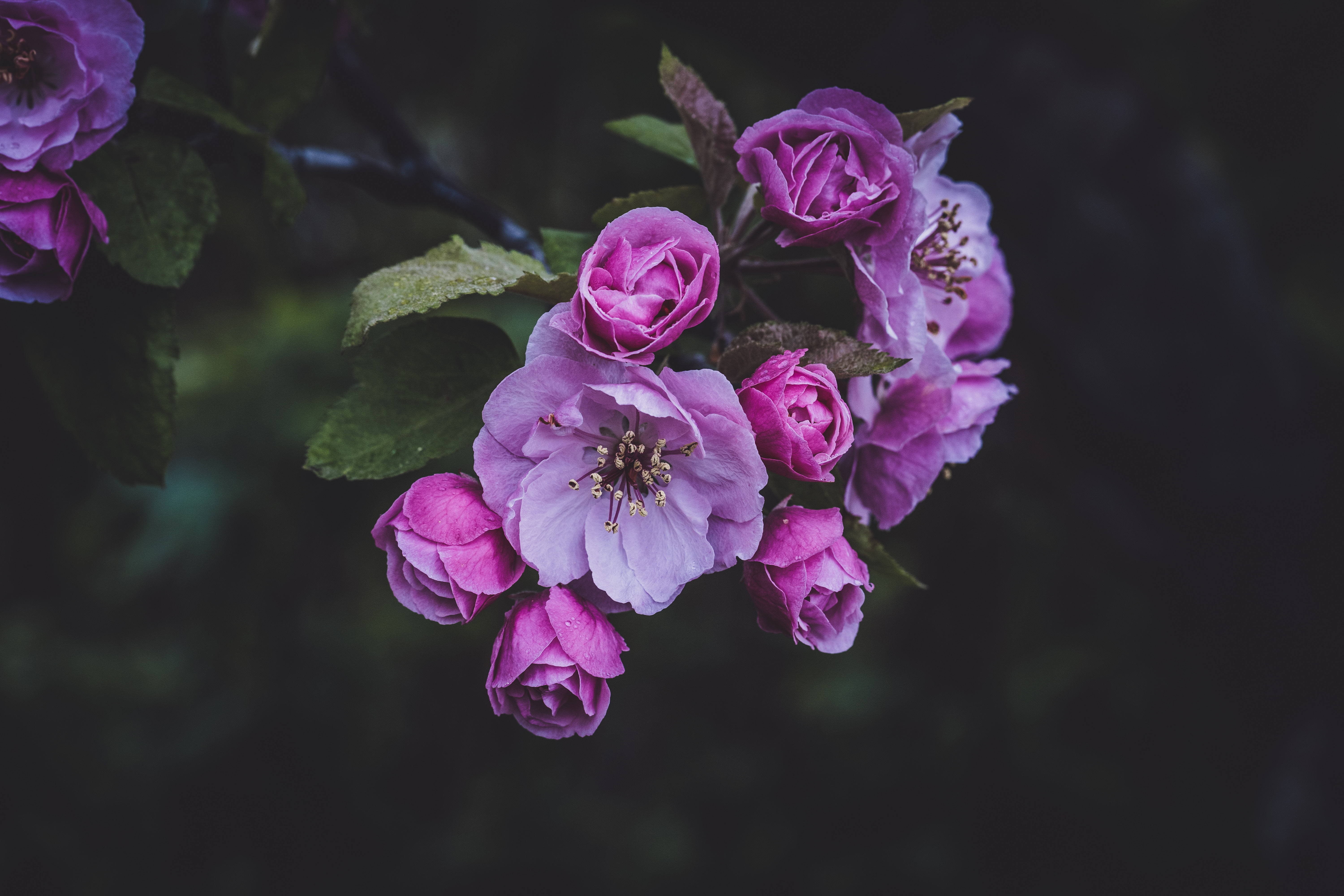 154249 завантажити картинку весна, рожевий, квіти, цвітіння - шпалери і заставки безкоштовно