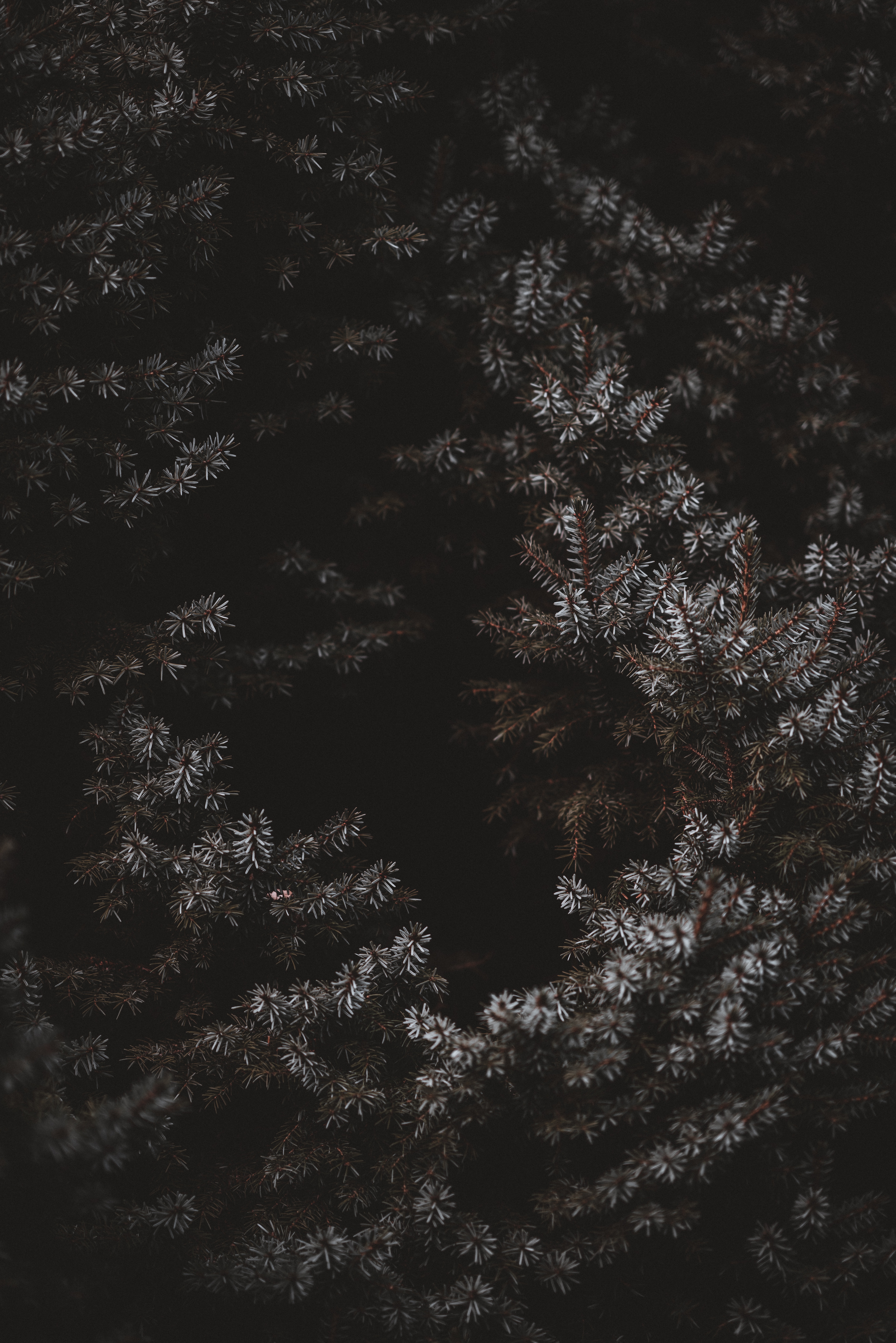 Free download wallpaper Needle, Dark, Branches, Frost, Hoarfrost on your PC desktop
