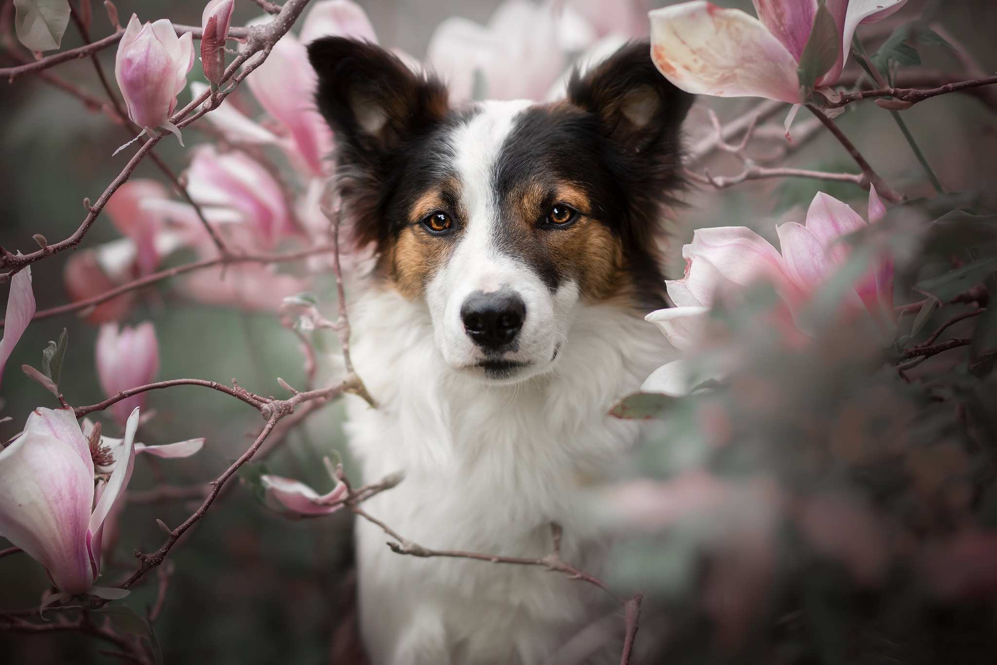 Download mobile wallpaper Dogs, Flower, Dog, Animal, Magnolia for free.