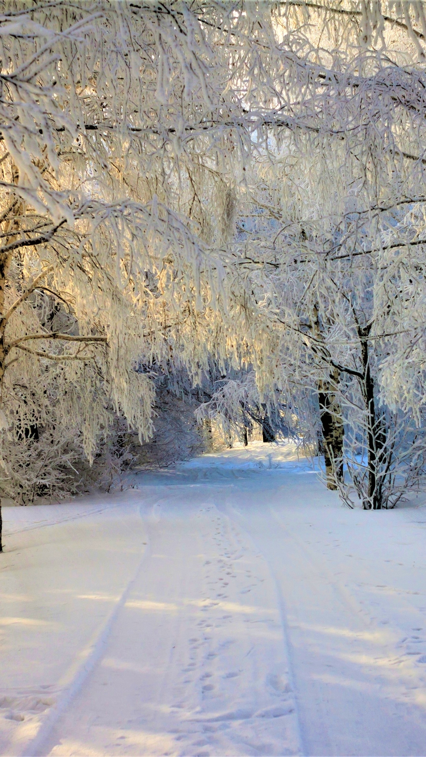 Download mobile wallpaper Winter, Snow, Road, Tree, Earth for free.