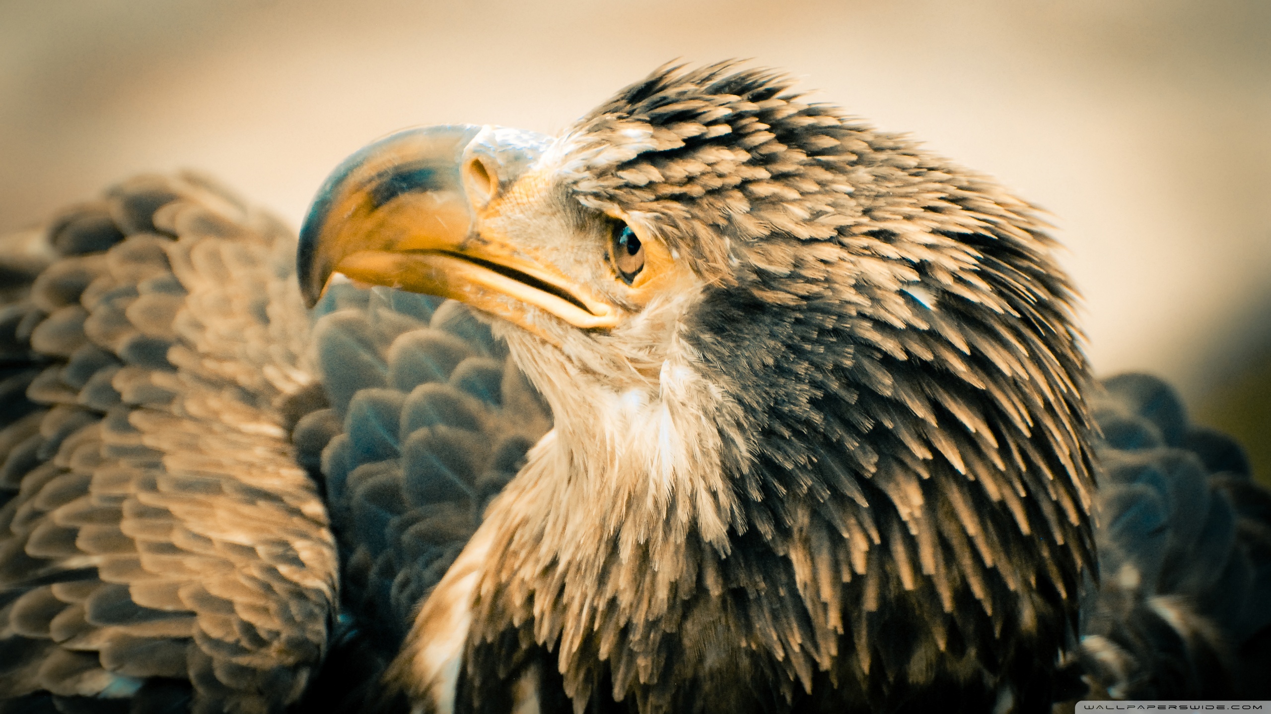 Descarga gratuita de fondo de pantalla para móvil de Águila, Ave, Aves, Animales.