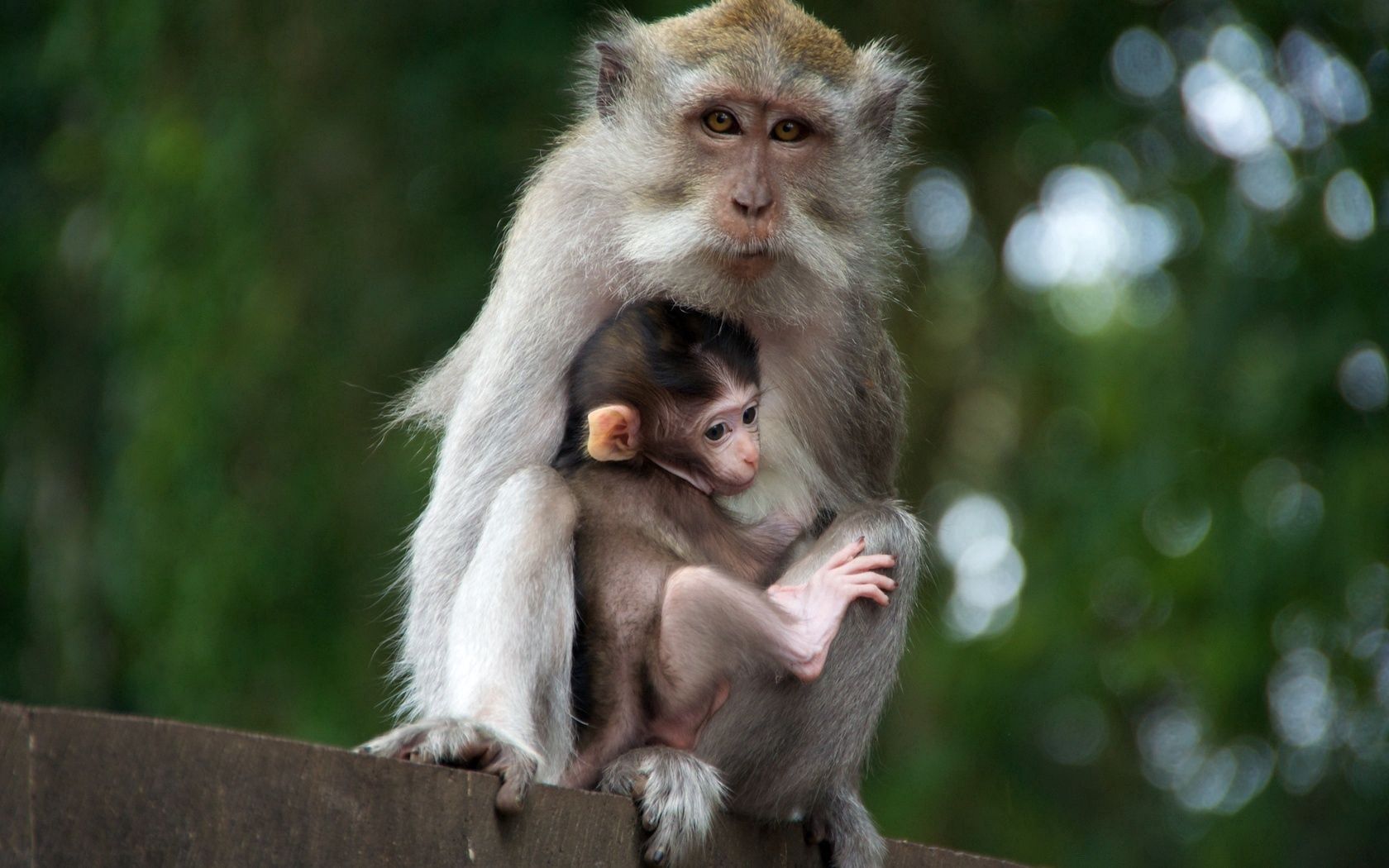 Baixe gratuitamente a imagem Animais, Novo, Um Macaco, Família, Uma Família, Joey, Ternura, Macaco, Cuidado na área de trabalho do seu PC
