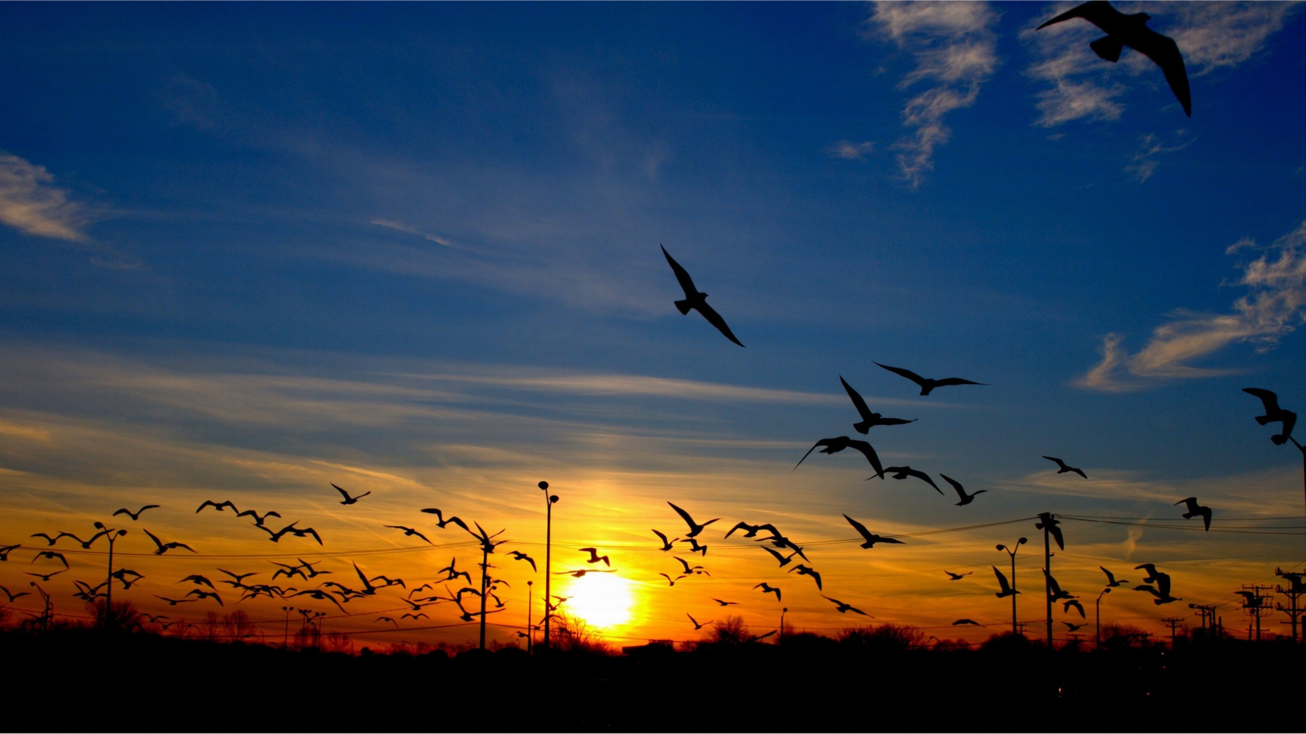 Téléchargez gratuitement l'image Coucher De Soleil, Oiseau, Photographie sur le bureau de votre PC