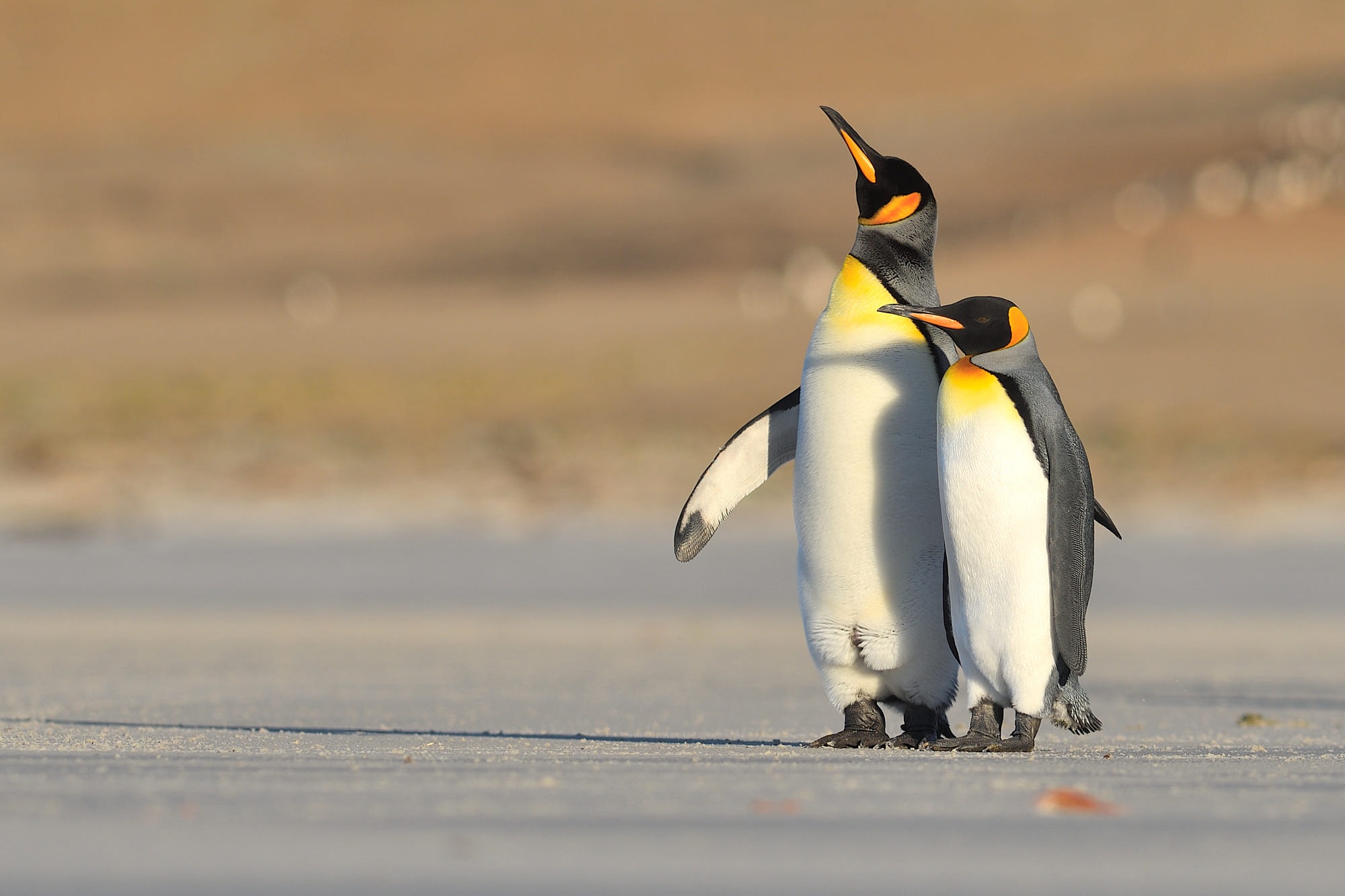 Free download wallpaper Birds, Animal, Penguin, Baby Animal on your PC desktop