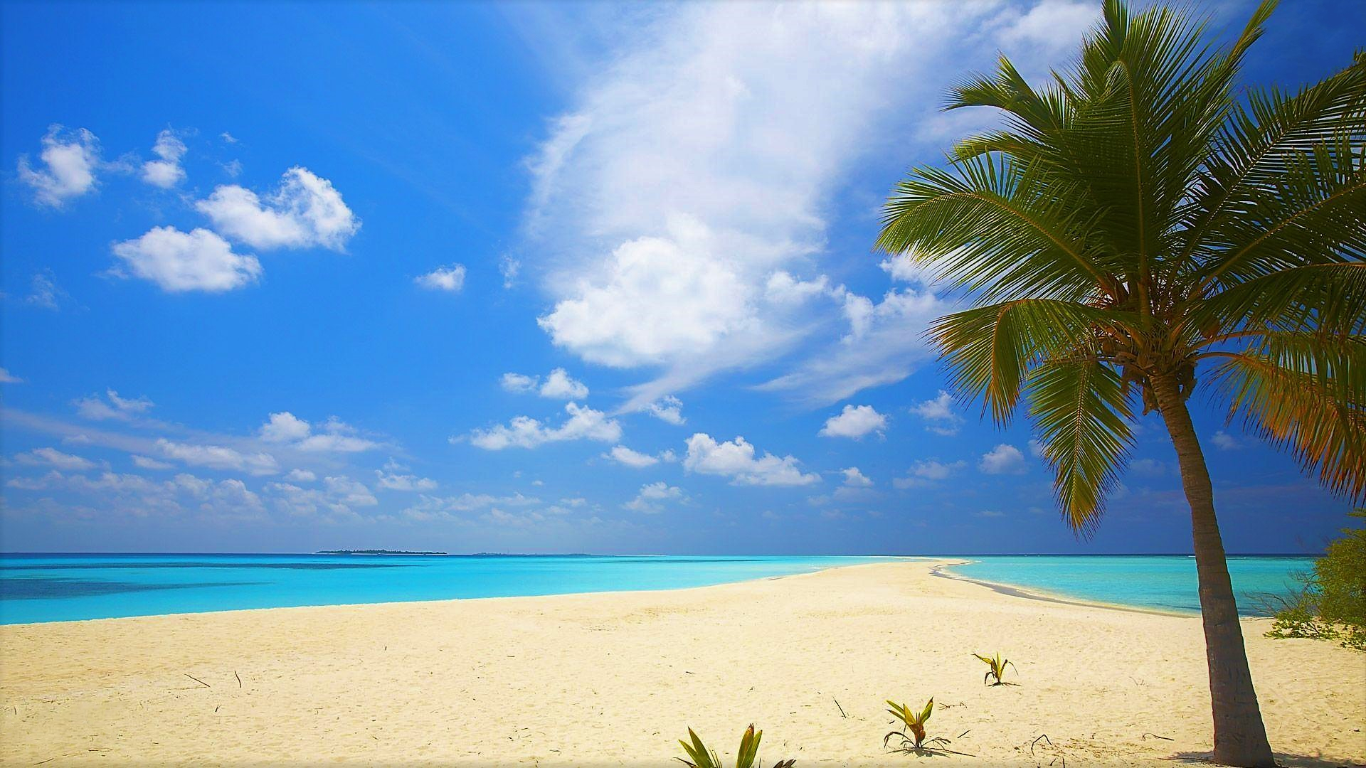 Free download wallpaper Sky, Sea, Beach, Horizon, Ocean, Earth, Tropical, Palm Tree on your PC desktop