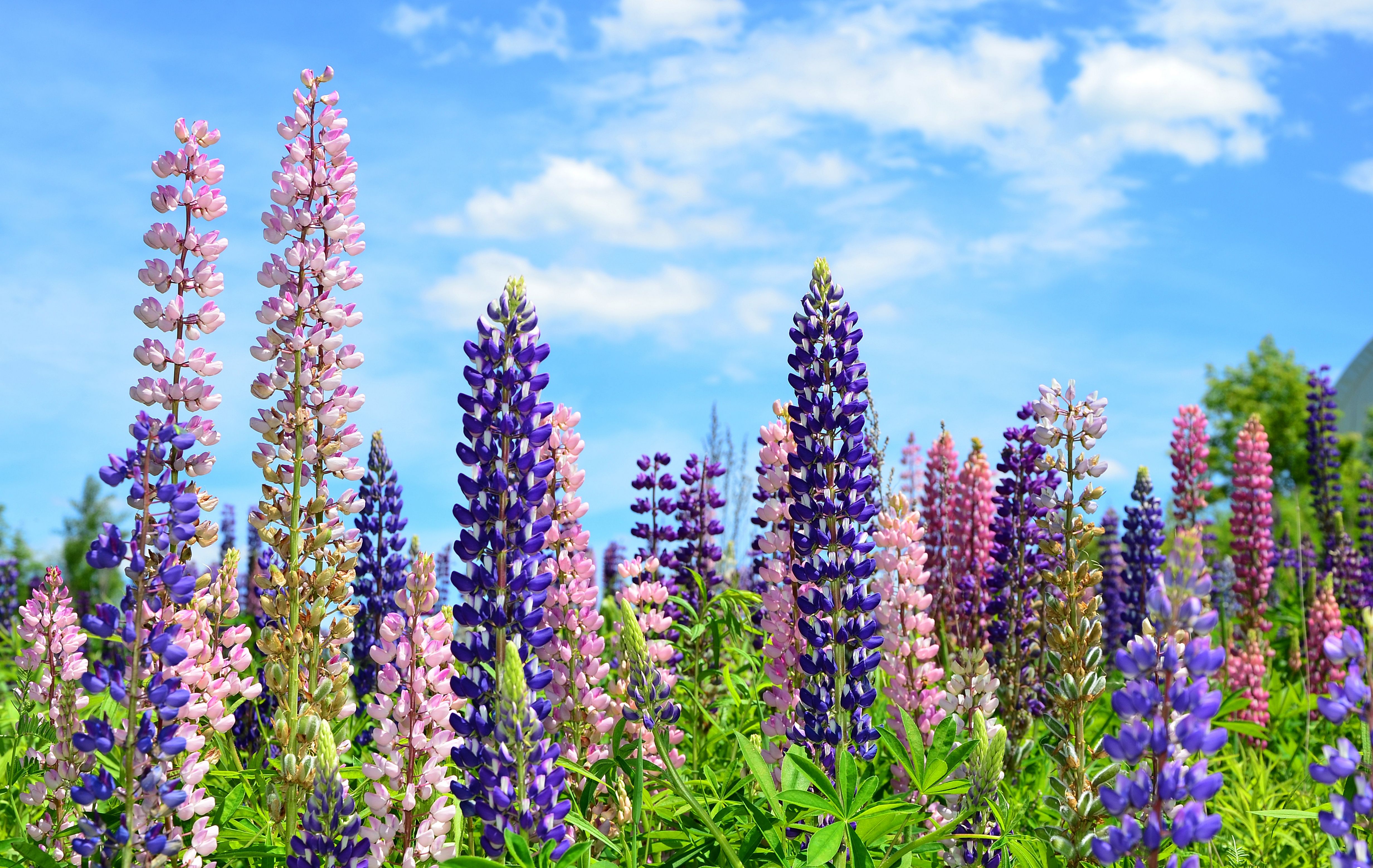 Free download wallpaper Earth, Lupine on your PC desktop