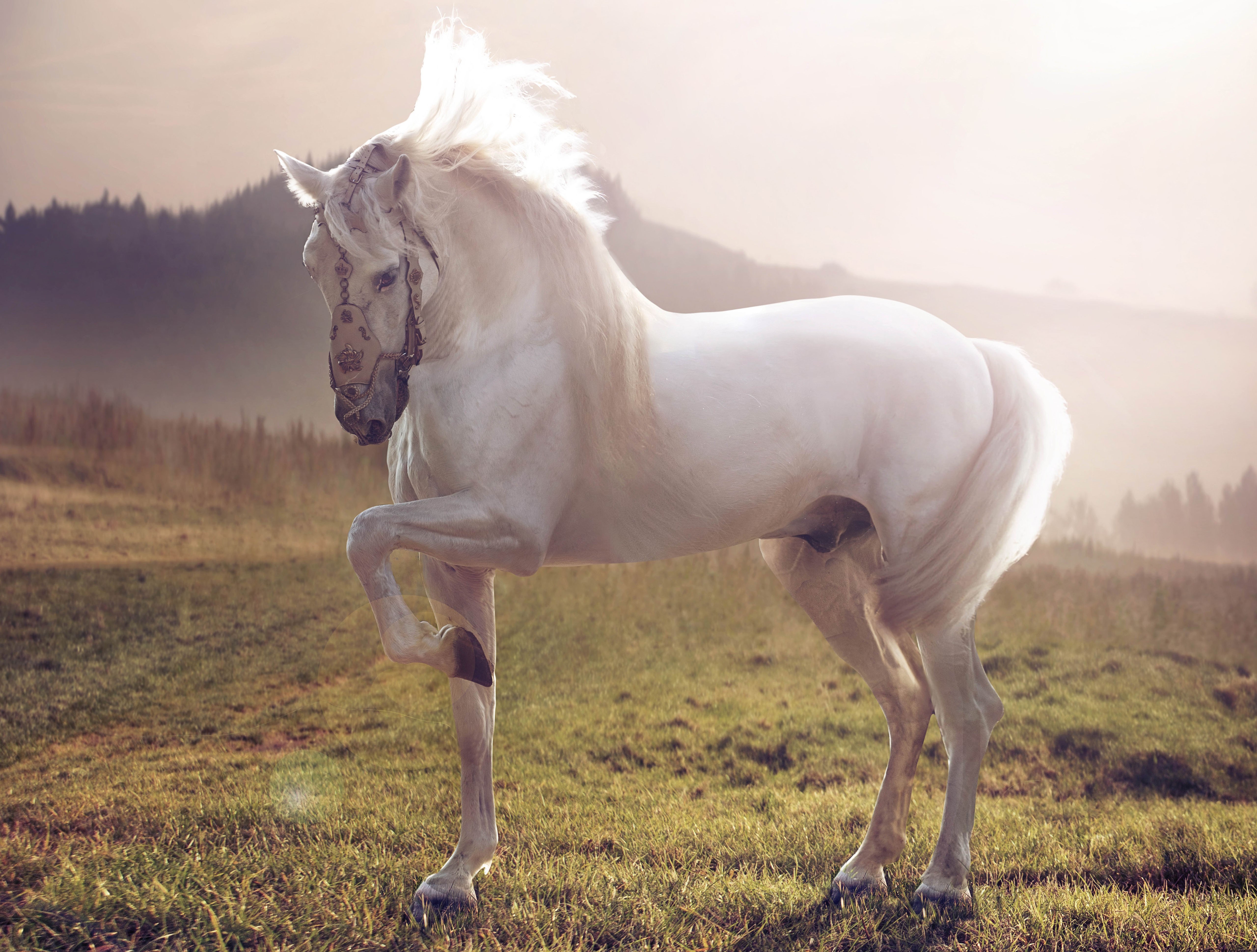 Téléchargez gratuitement l'image Animaux, Cheval sur le bureau de votre PC