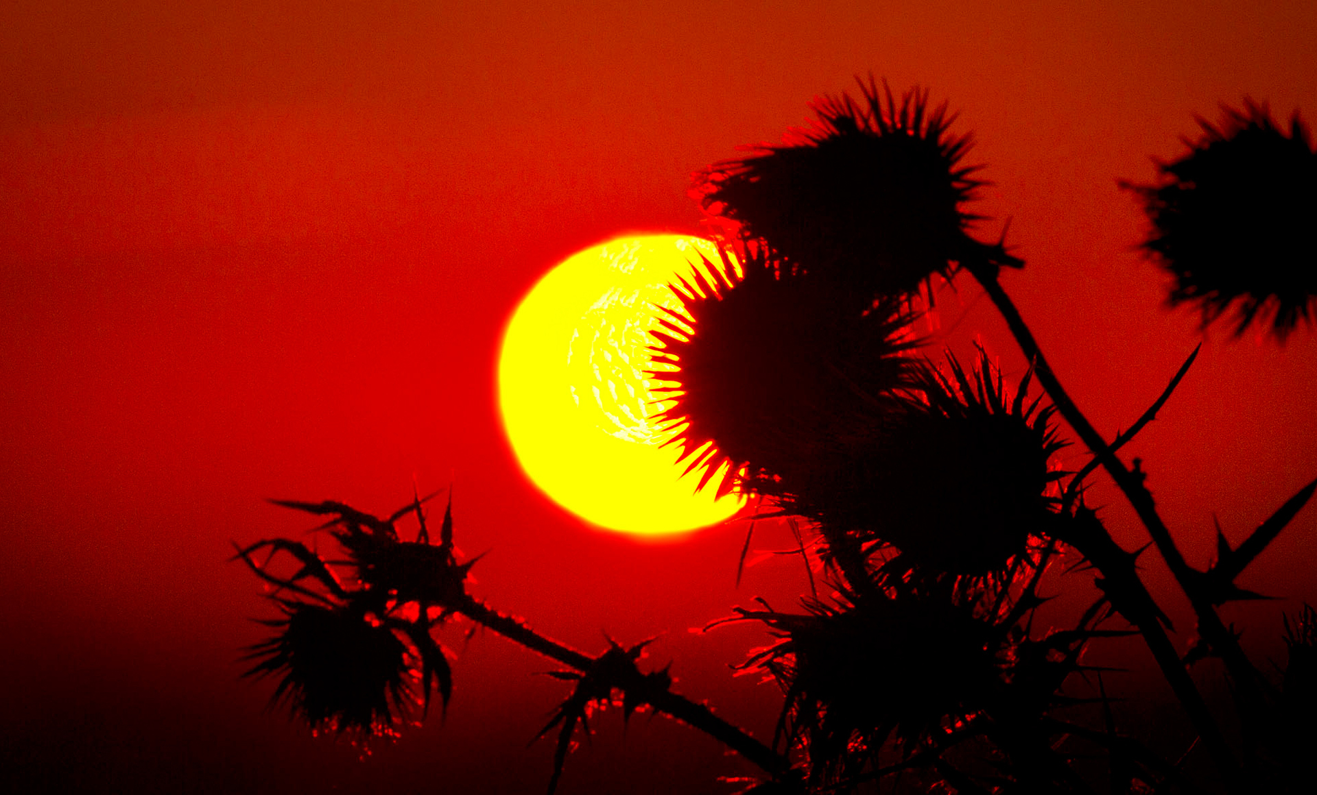 Скачать картинку Солнце, Растение, Красный, Крупный План, Земля/природа, Закат Солнца в телефон бесплатно.