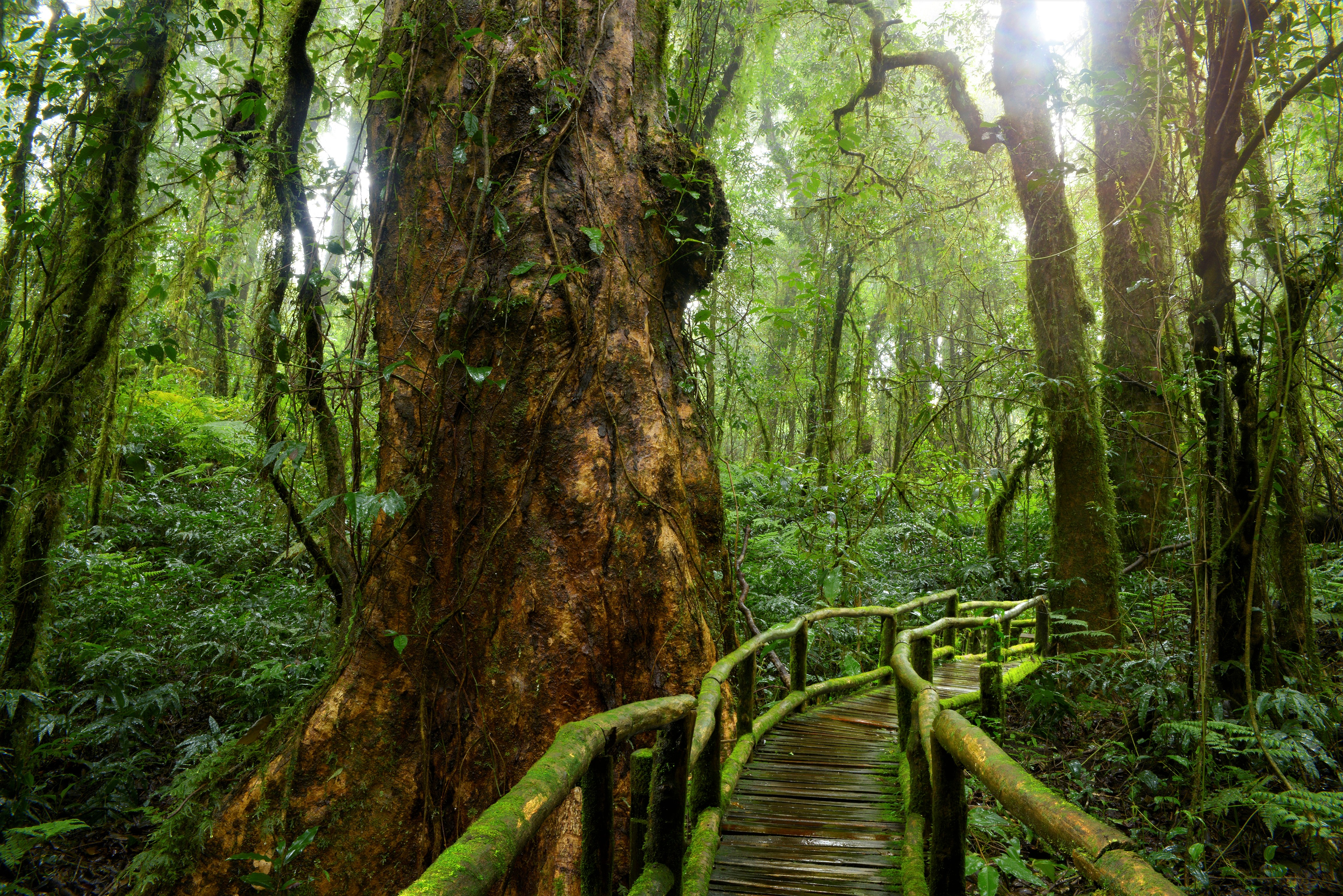 417810 скачать обои тропический лес, деревянный, тропический, сделано человеком, мост, лес, зелень, джунгли, мосты - заставки и картинки бесплатно