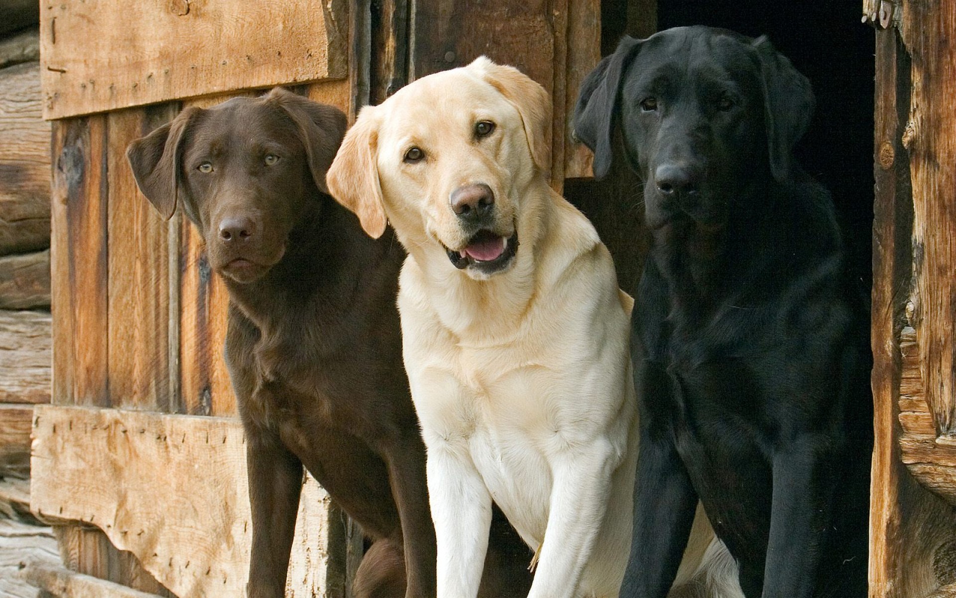 Baixar papel de parede para celular de Animais, Cão, Labrador Retriever gratuito.