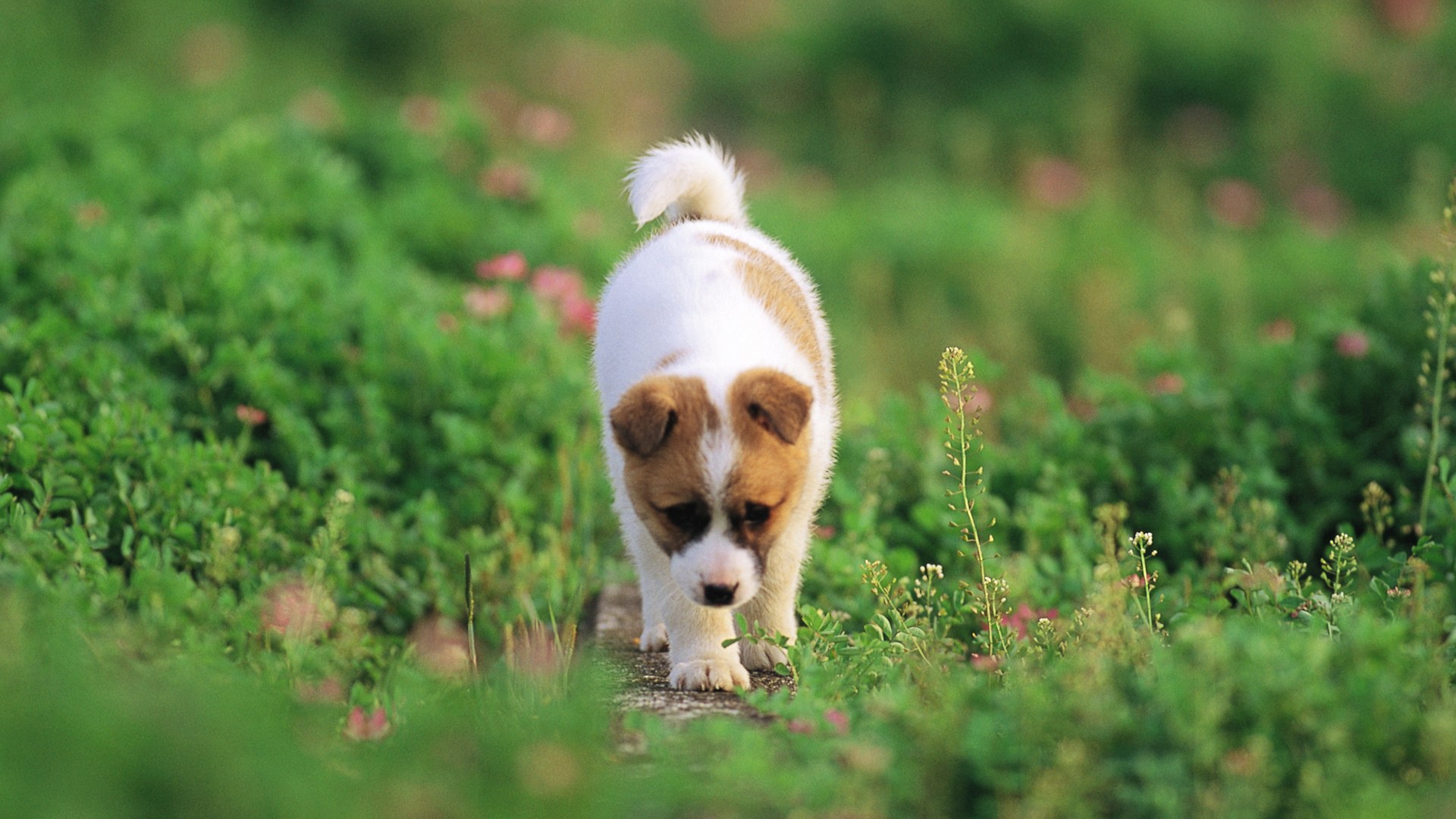 Free download wallpaper Dogs, Animal, Puppy on your PC desktop