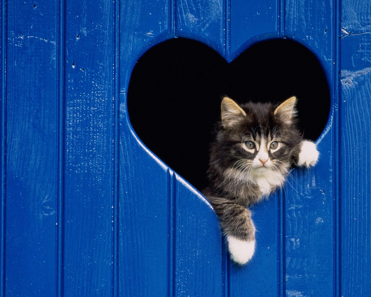 無料モバイル壁紙動物, ネコ, 心臓をダウンロードします。