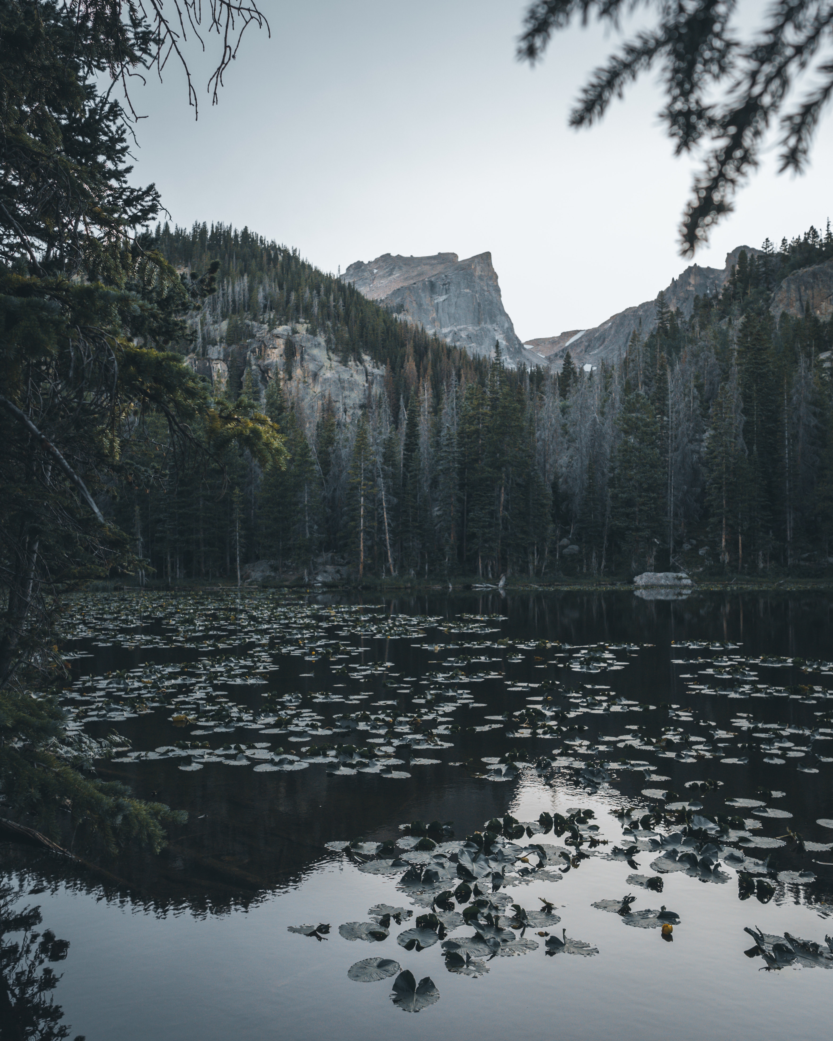 142051 descargar imagen naturaleza, agua, árboles, montañas, nenúfares, lago: fondos de pantalla y protectores de pantalla gratis